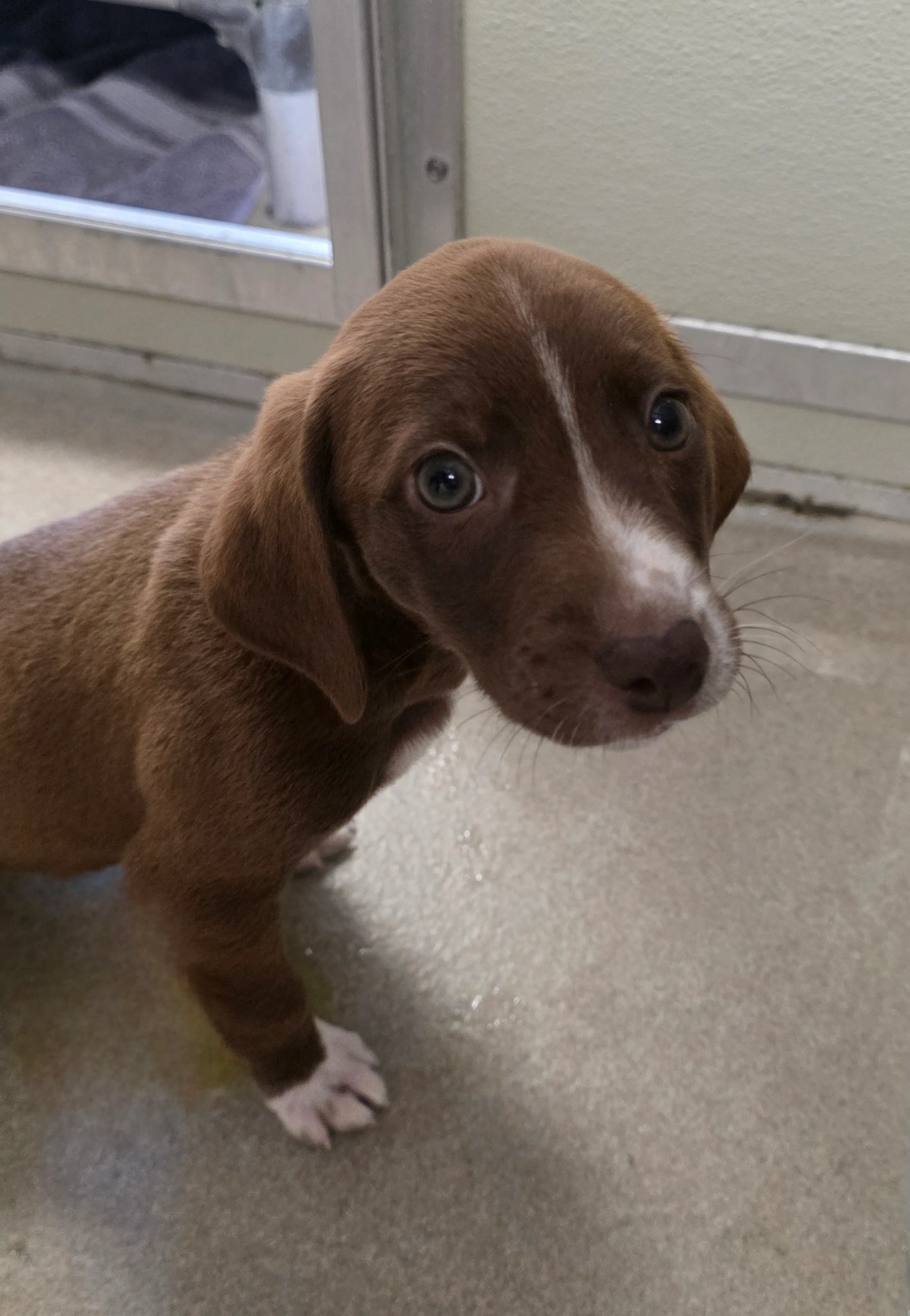 Found pet