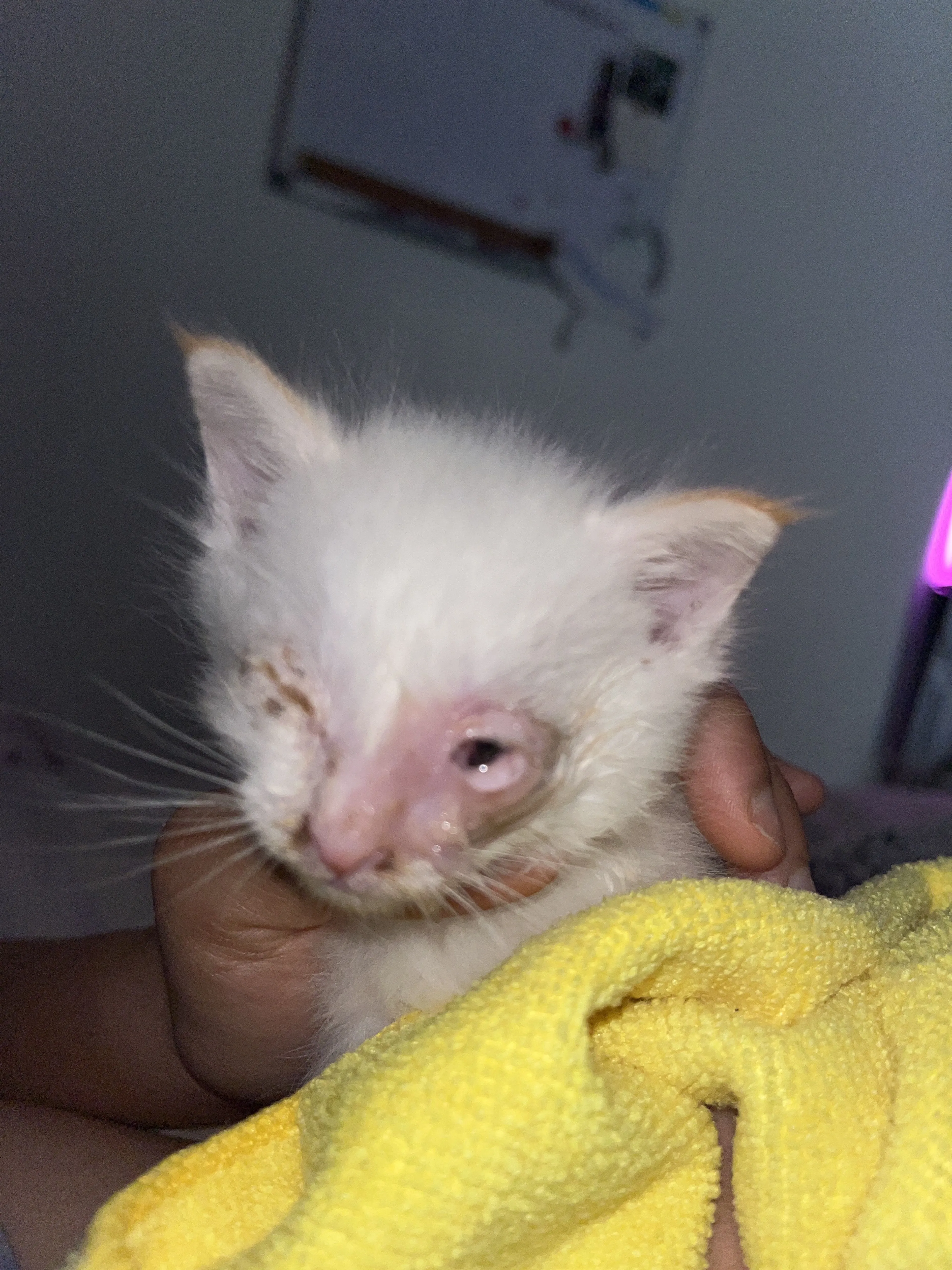 Lost pet-3