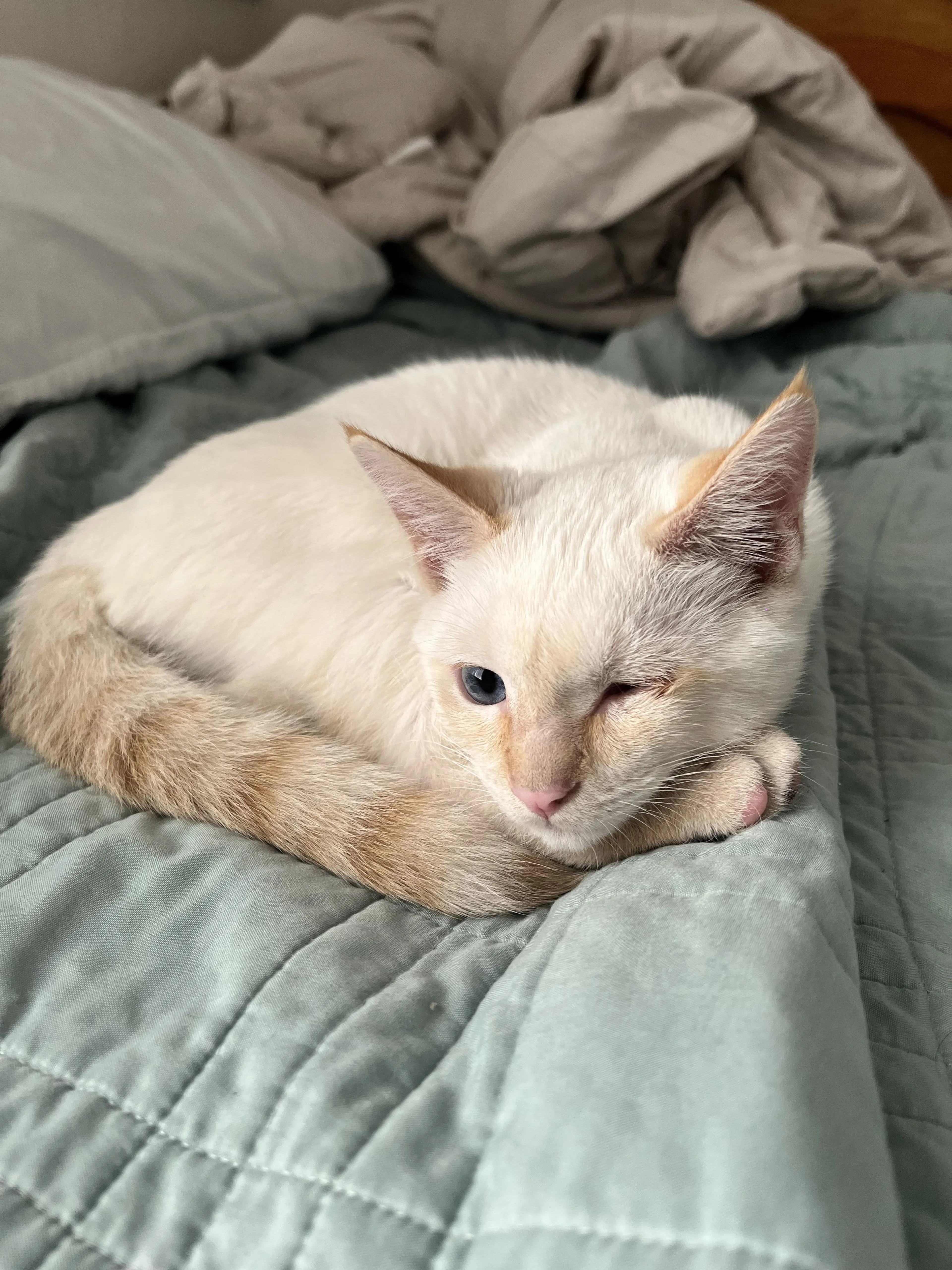 Lost pet-0