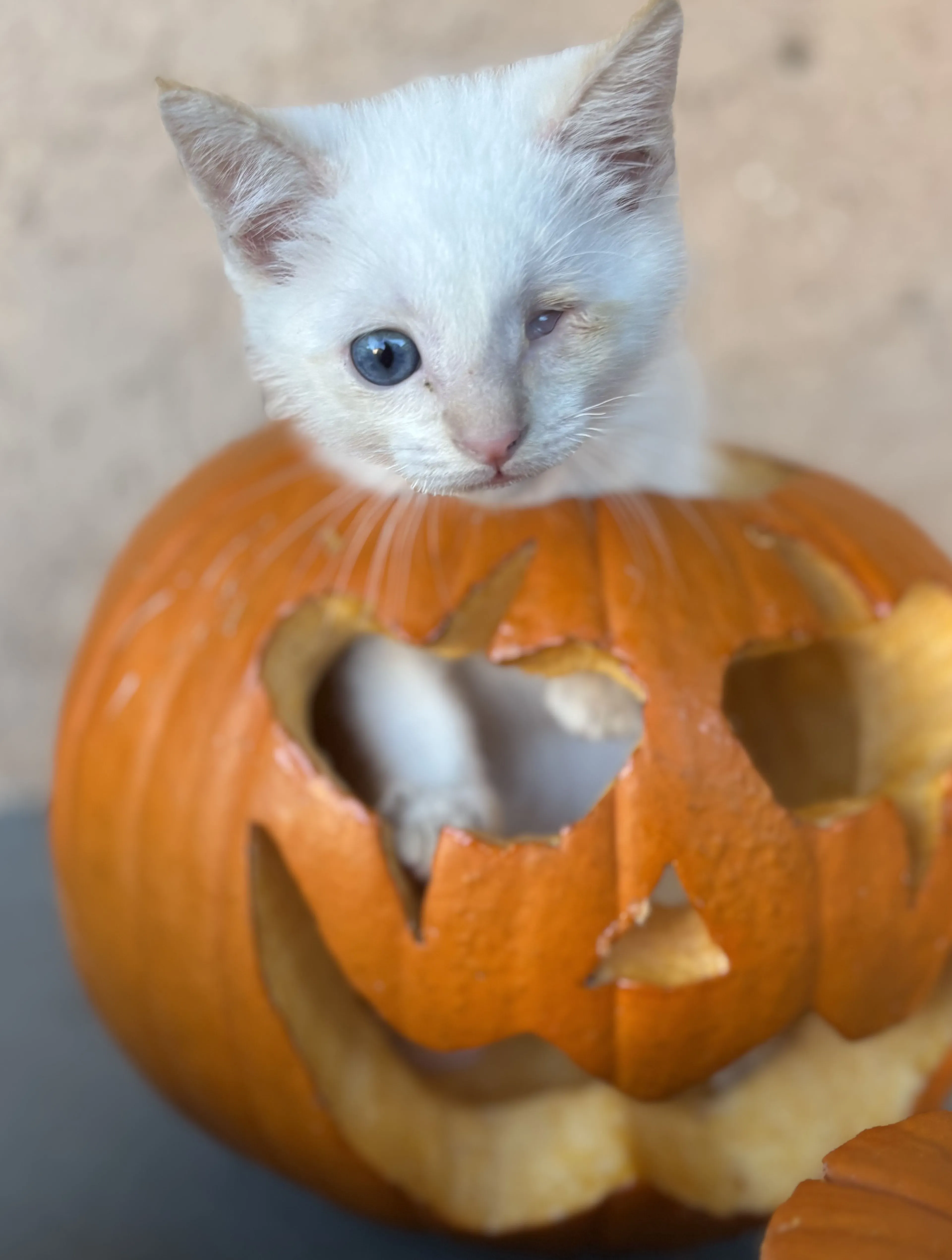 Lost pet-2