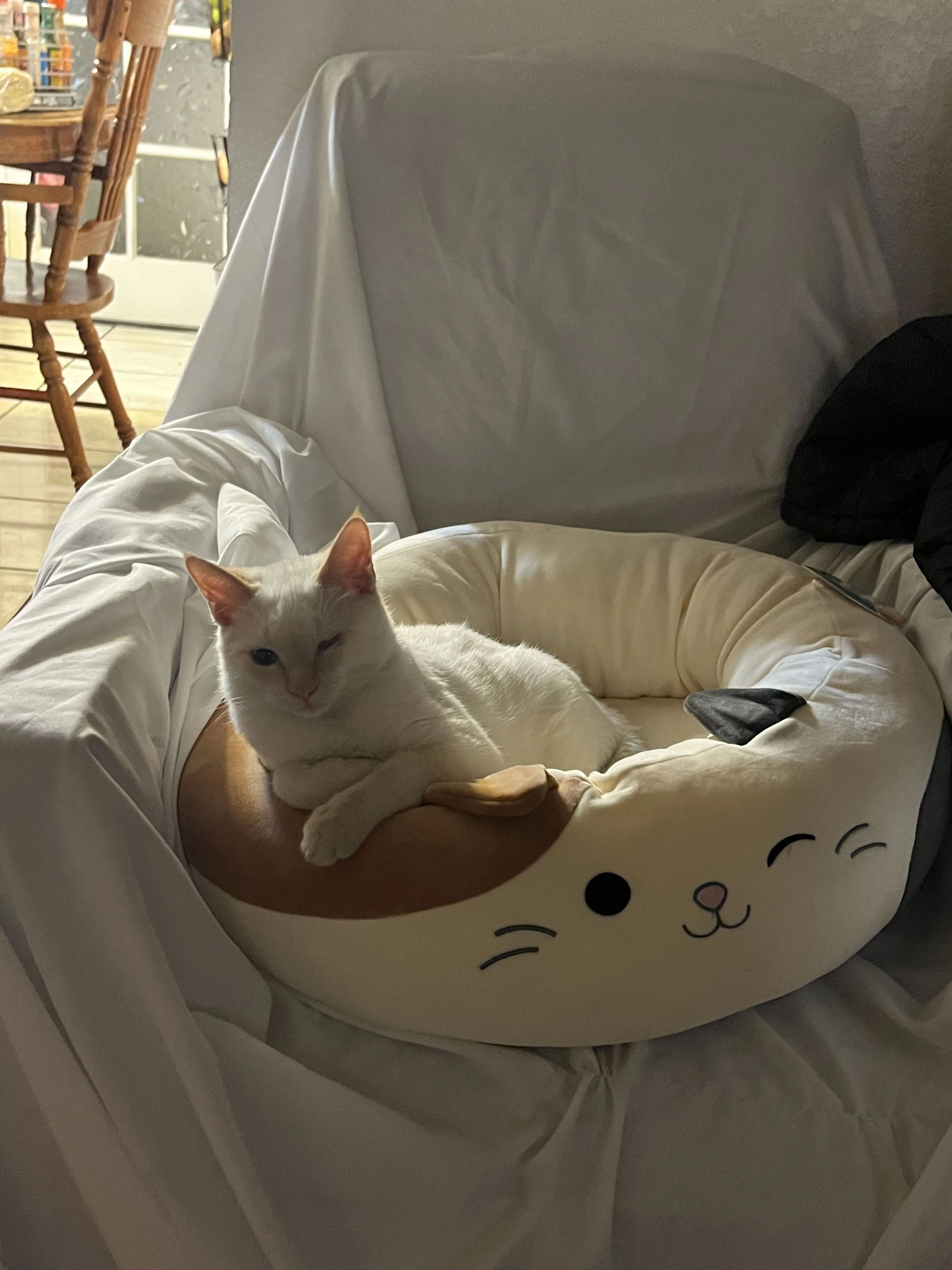 Lost pet-1