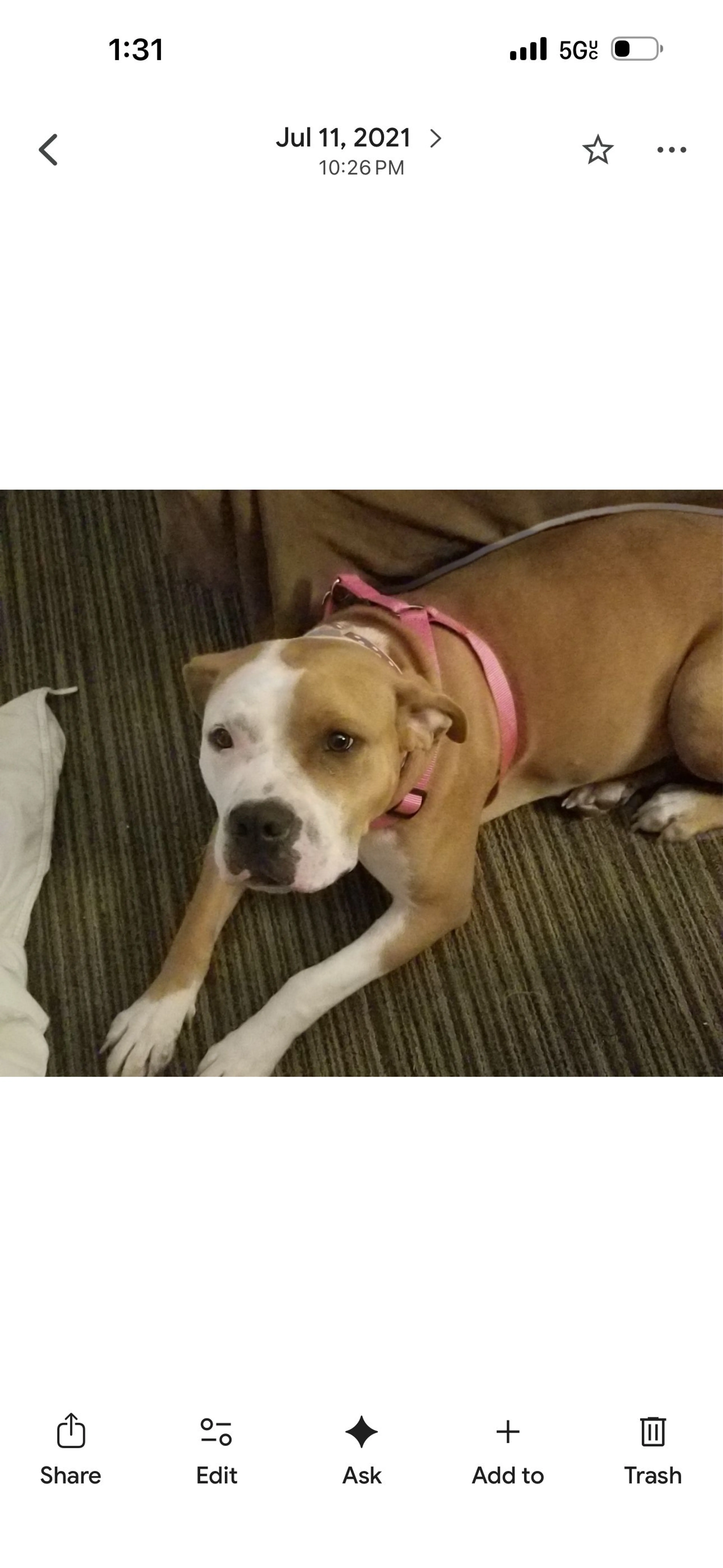 Lost pet