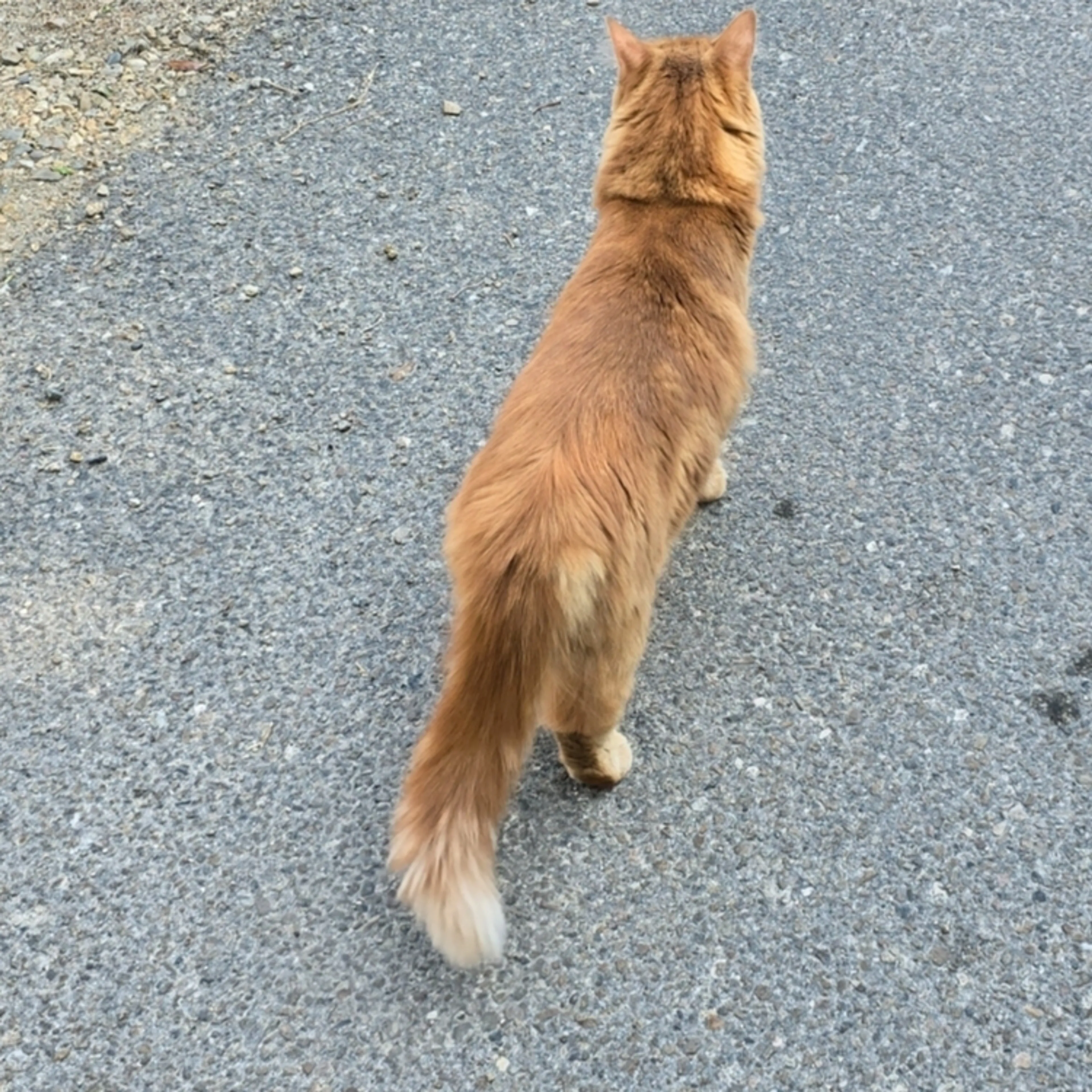 Lost pet-2