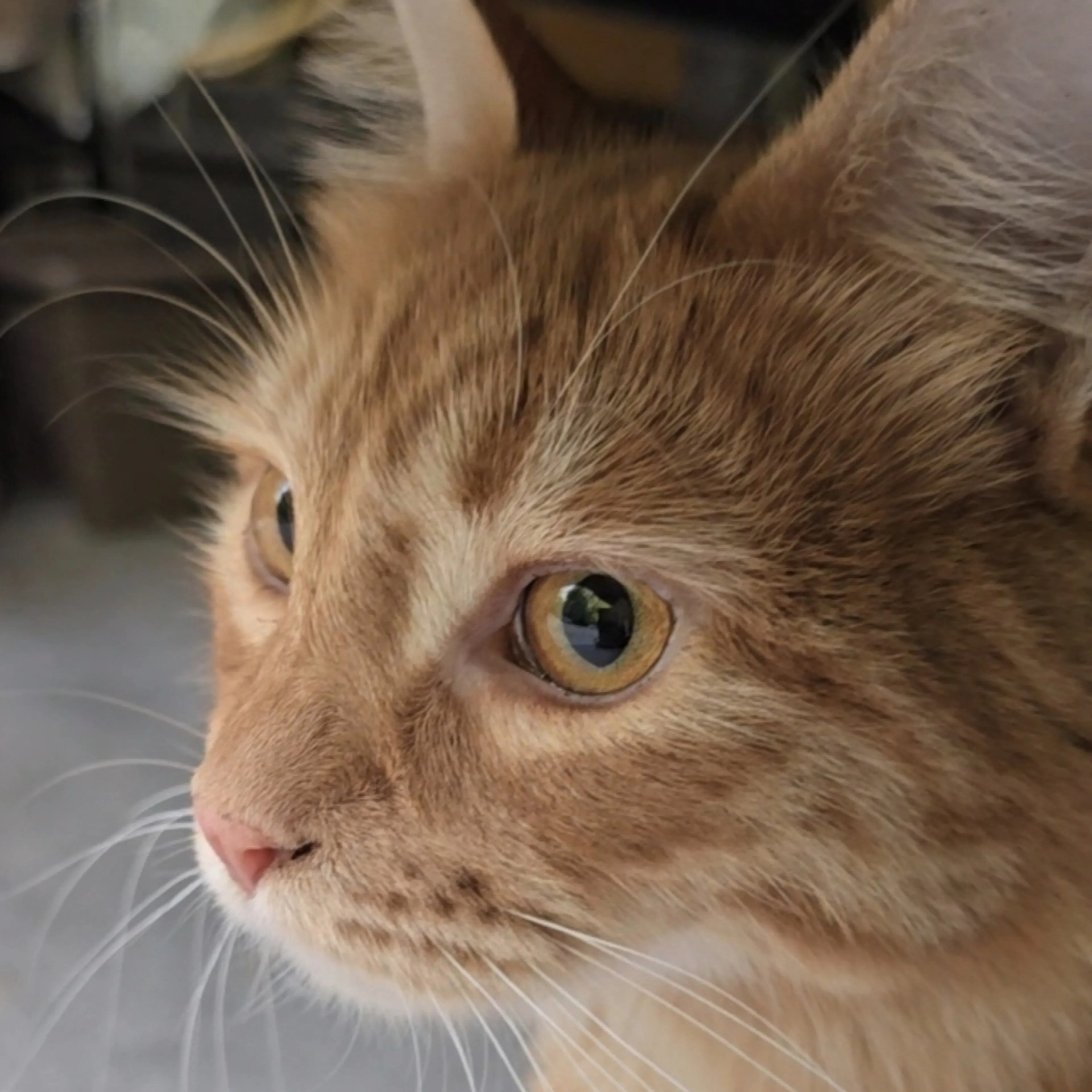 Lost pet-1