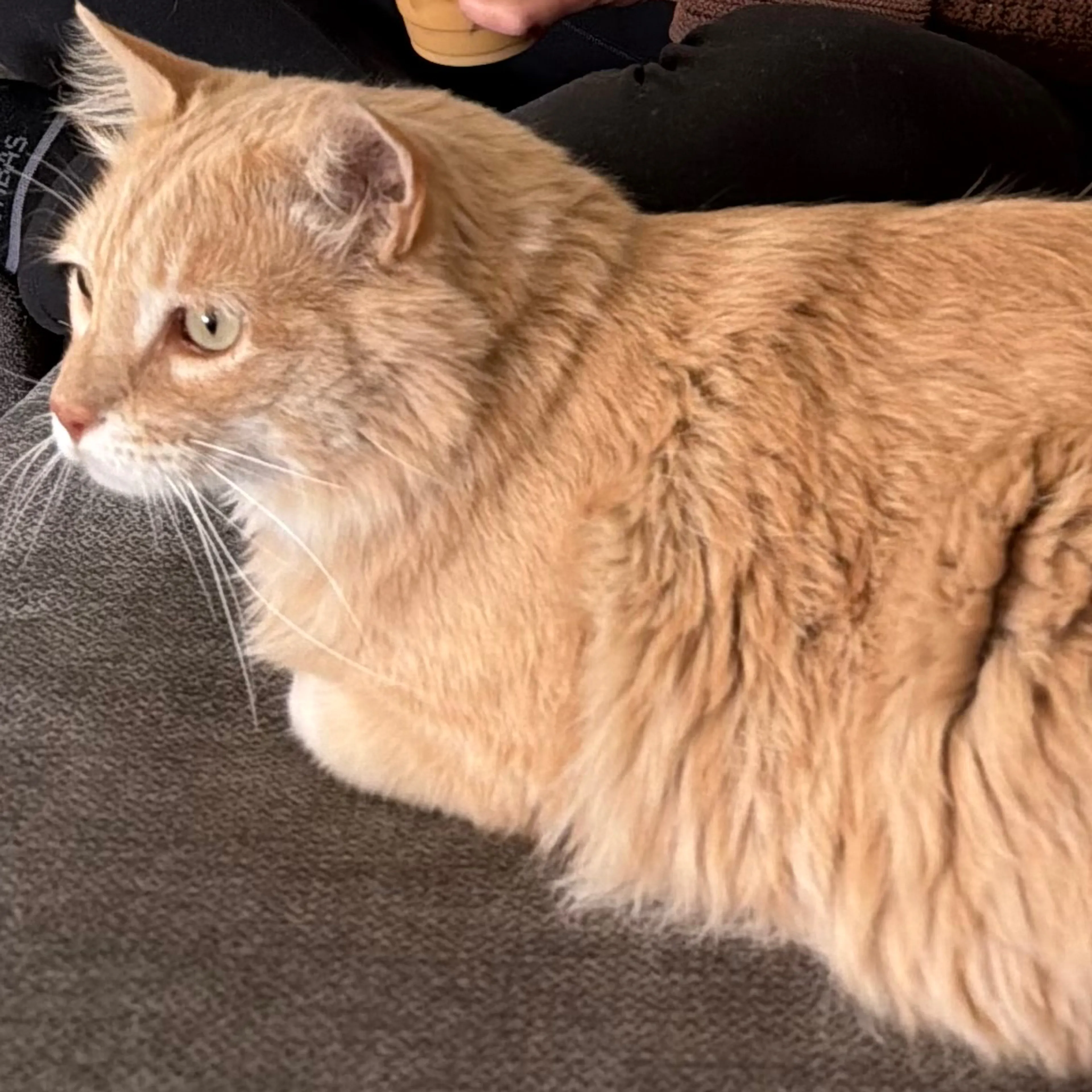 Lost pet-1