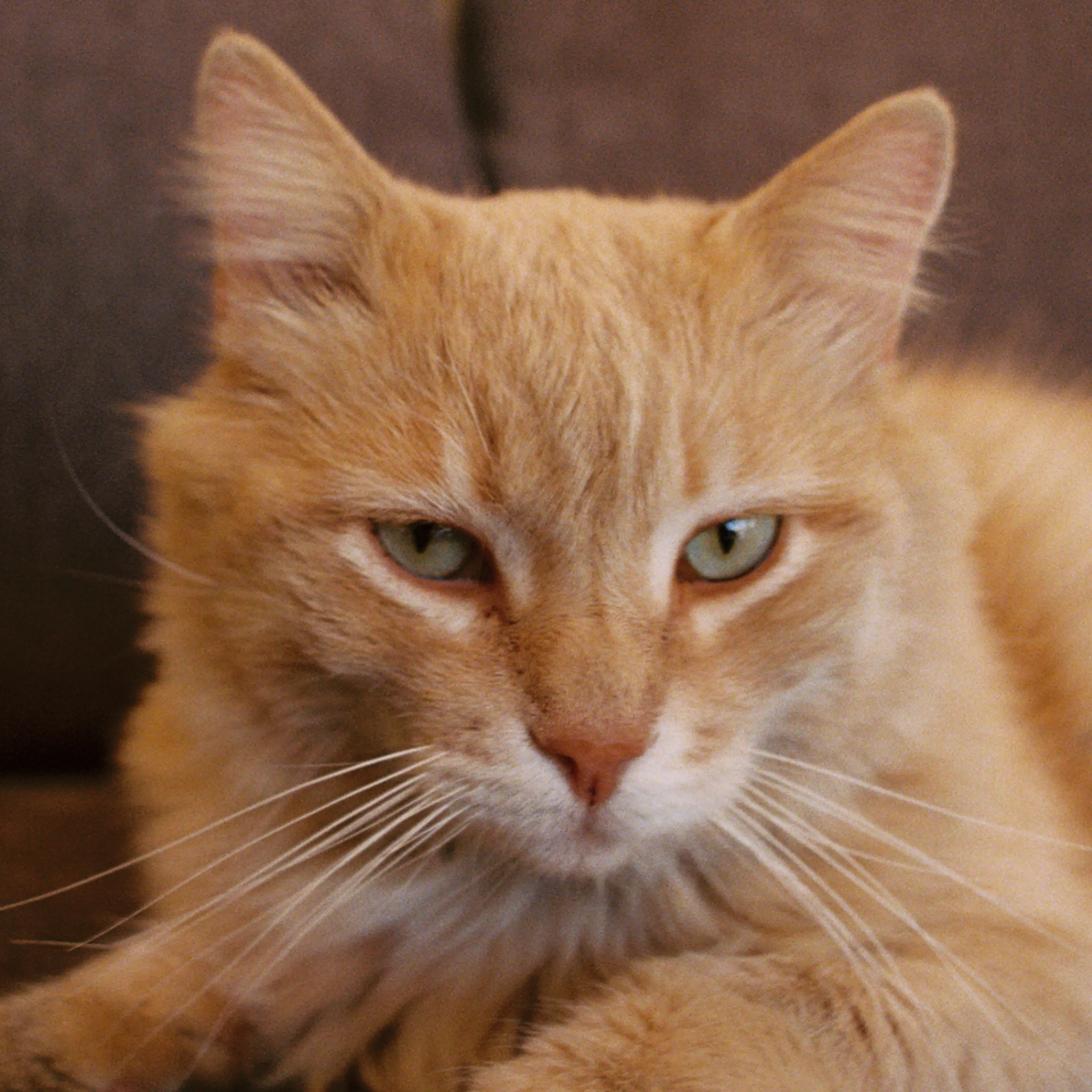 Lost pet-2