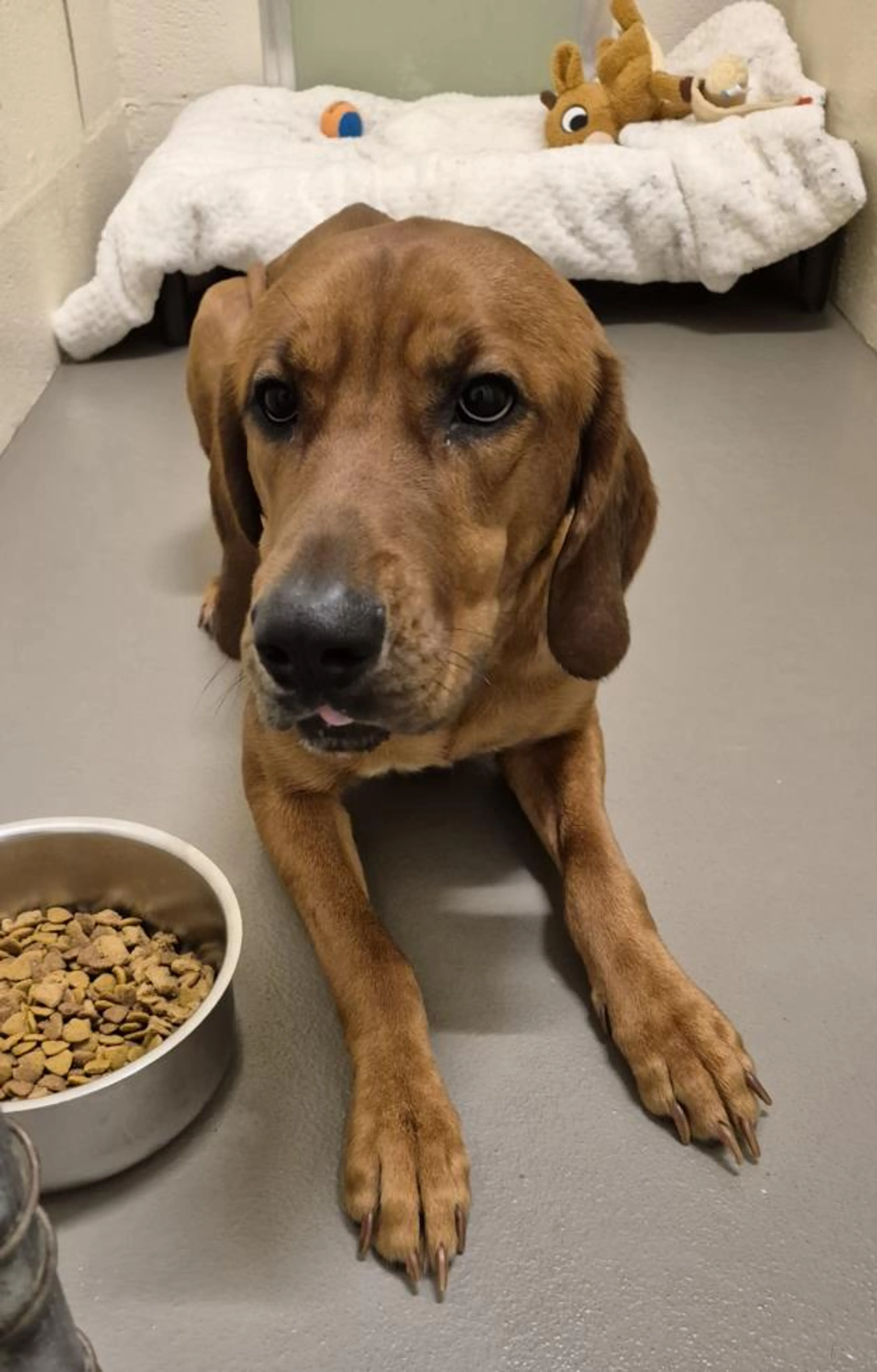 Found pet