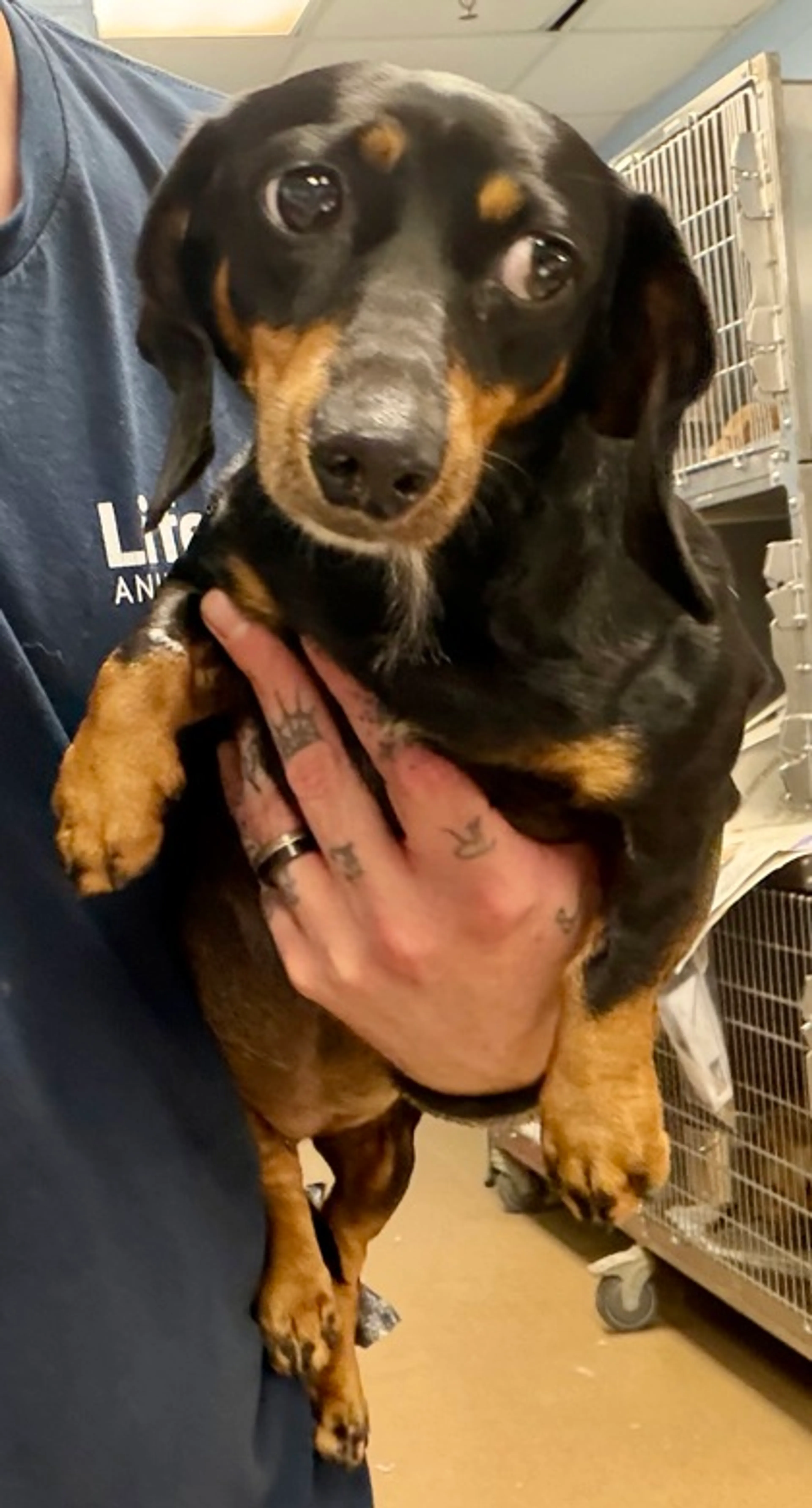 Found pet