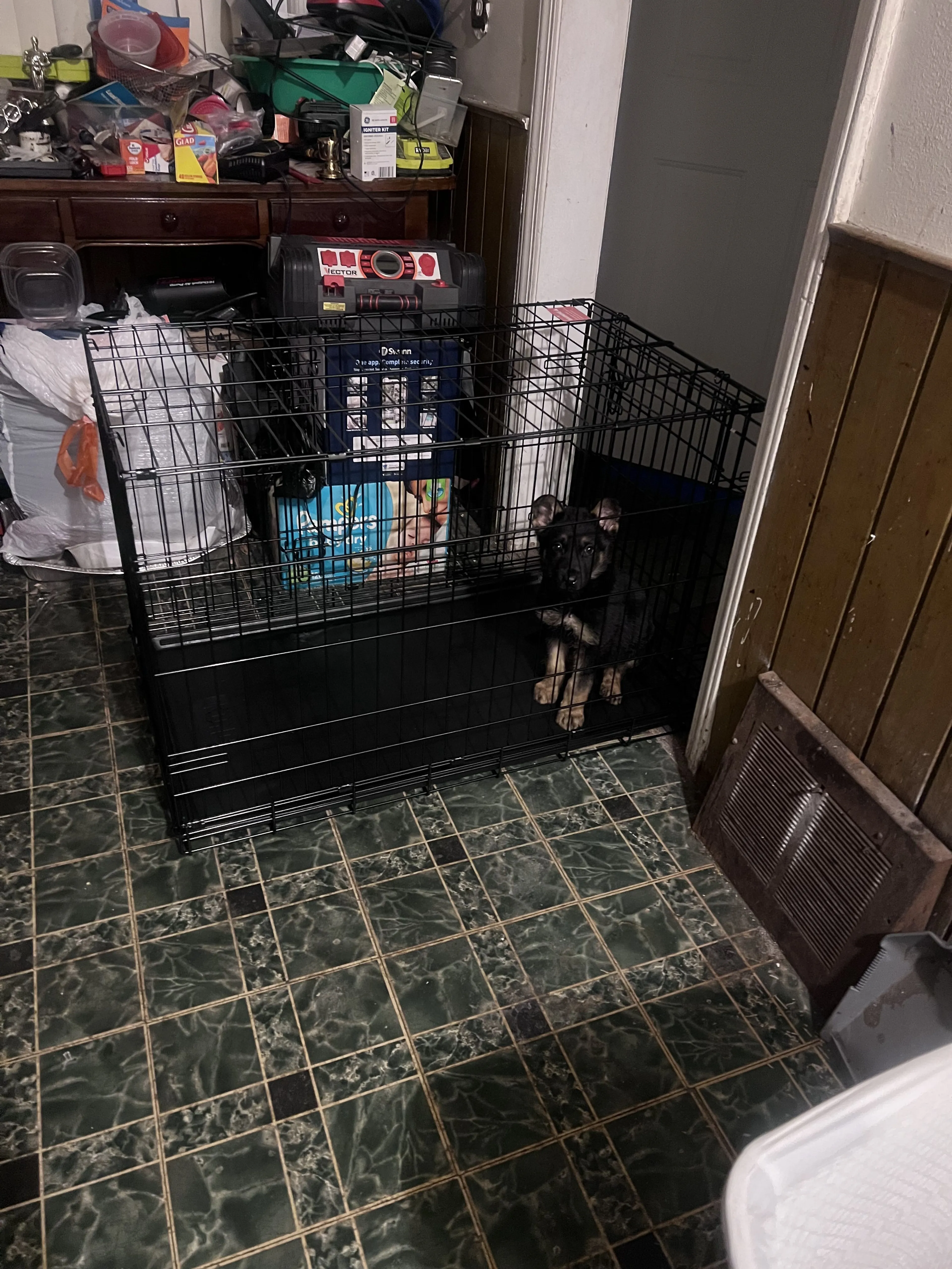Lost pet