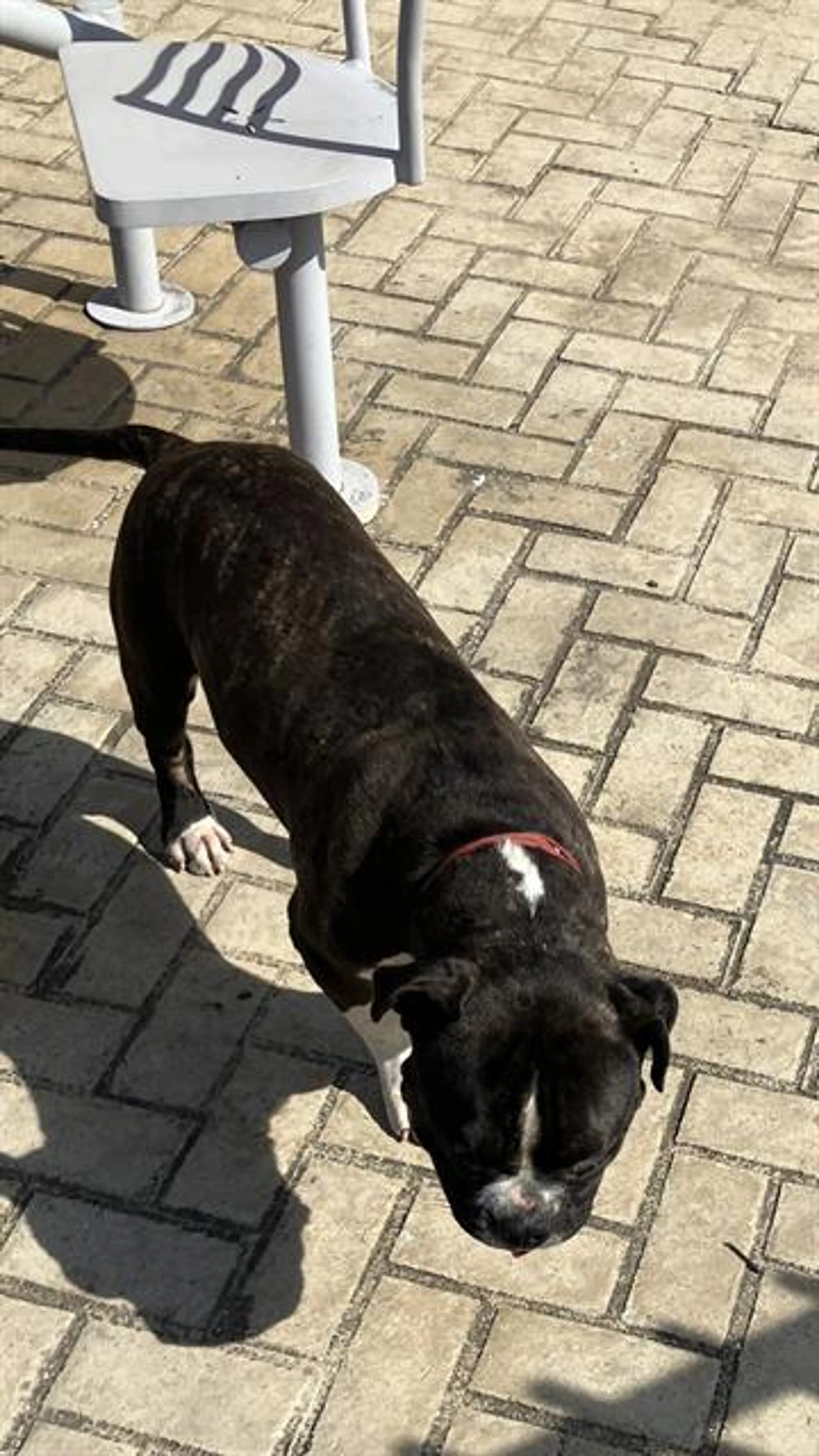 Found pet