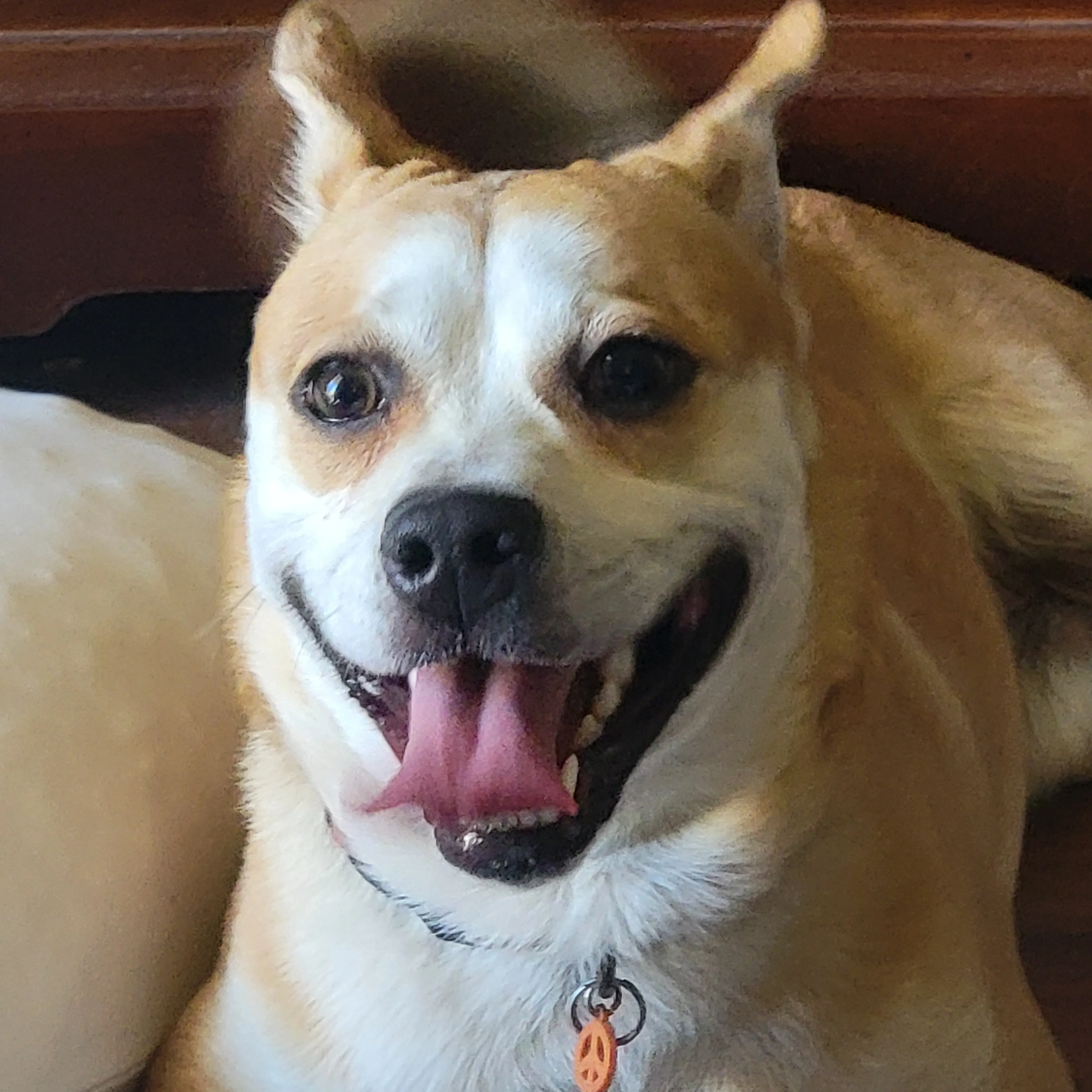 Found pet-1