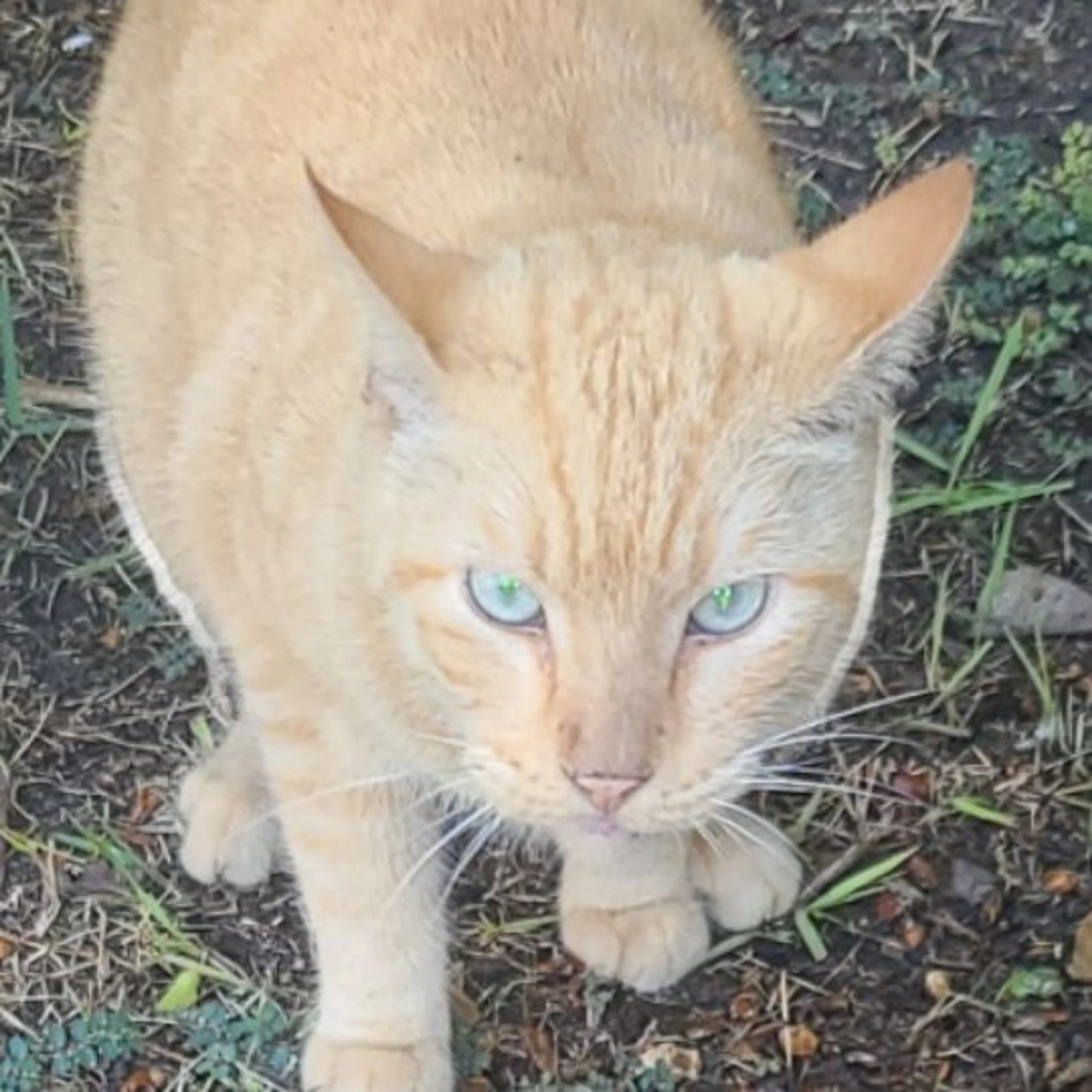Lost pet
