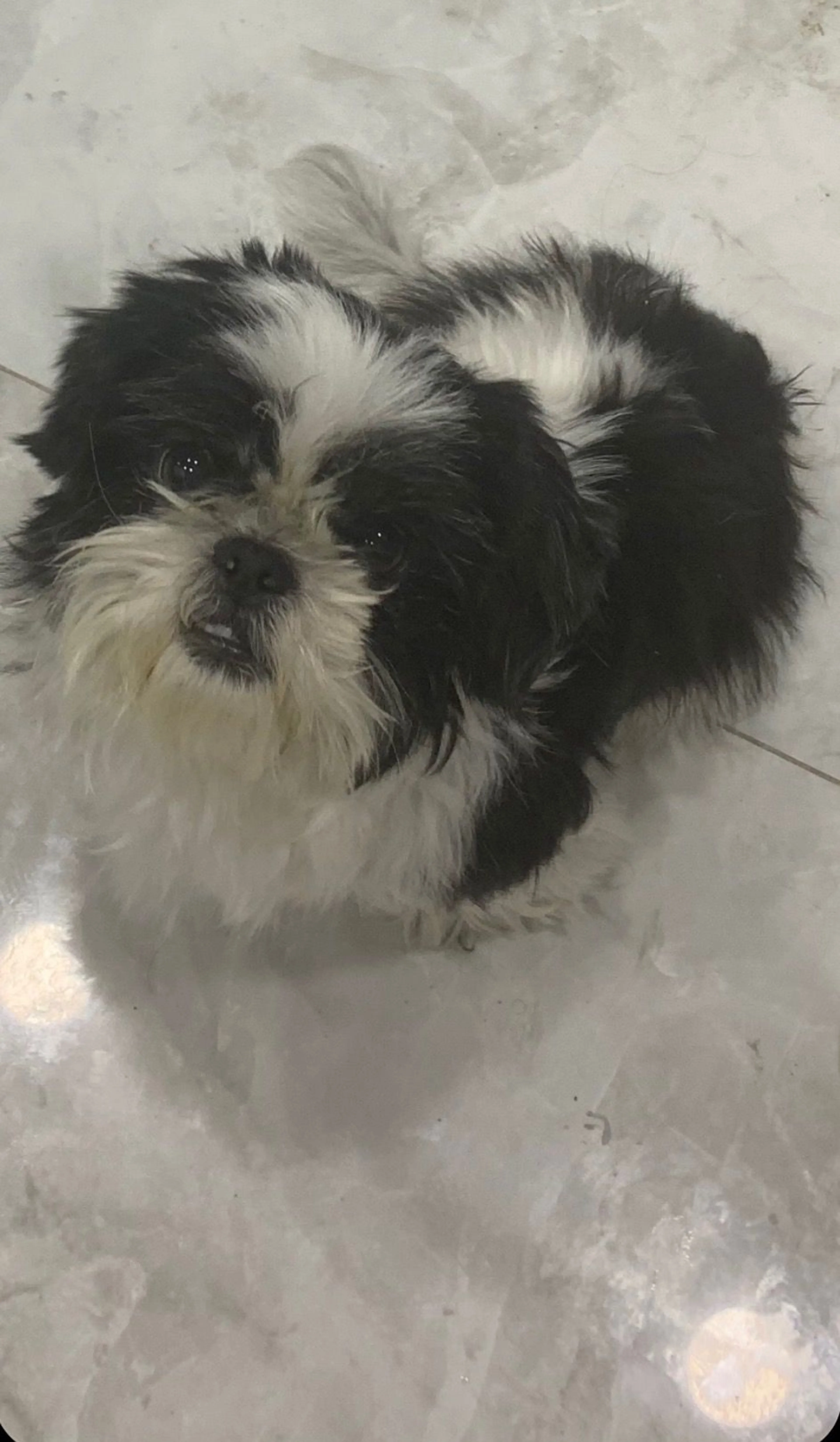 Lost pet