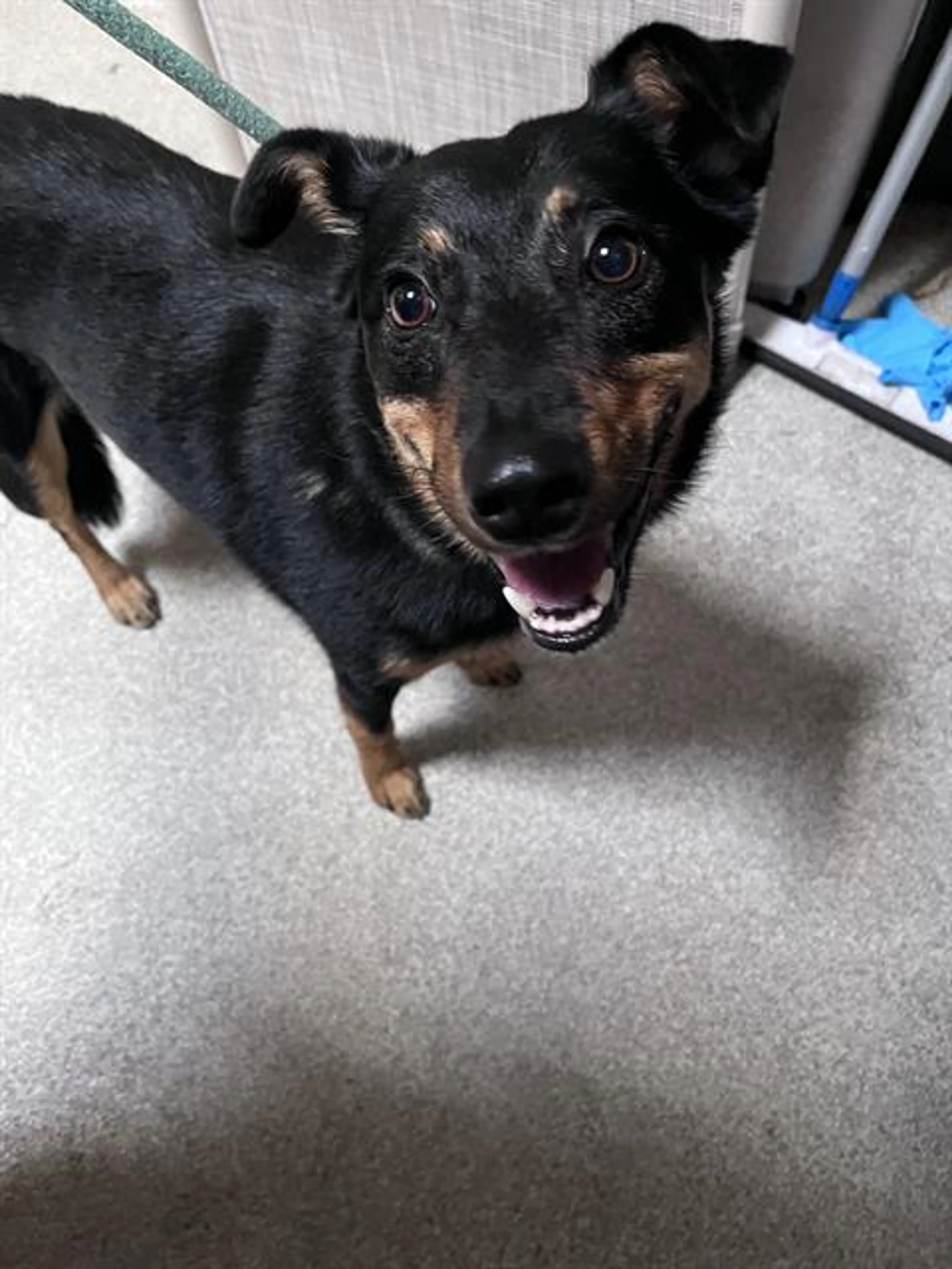 Found pet