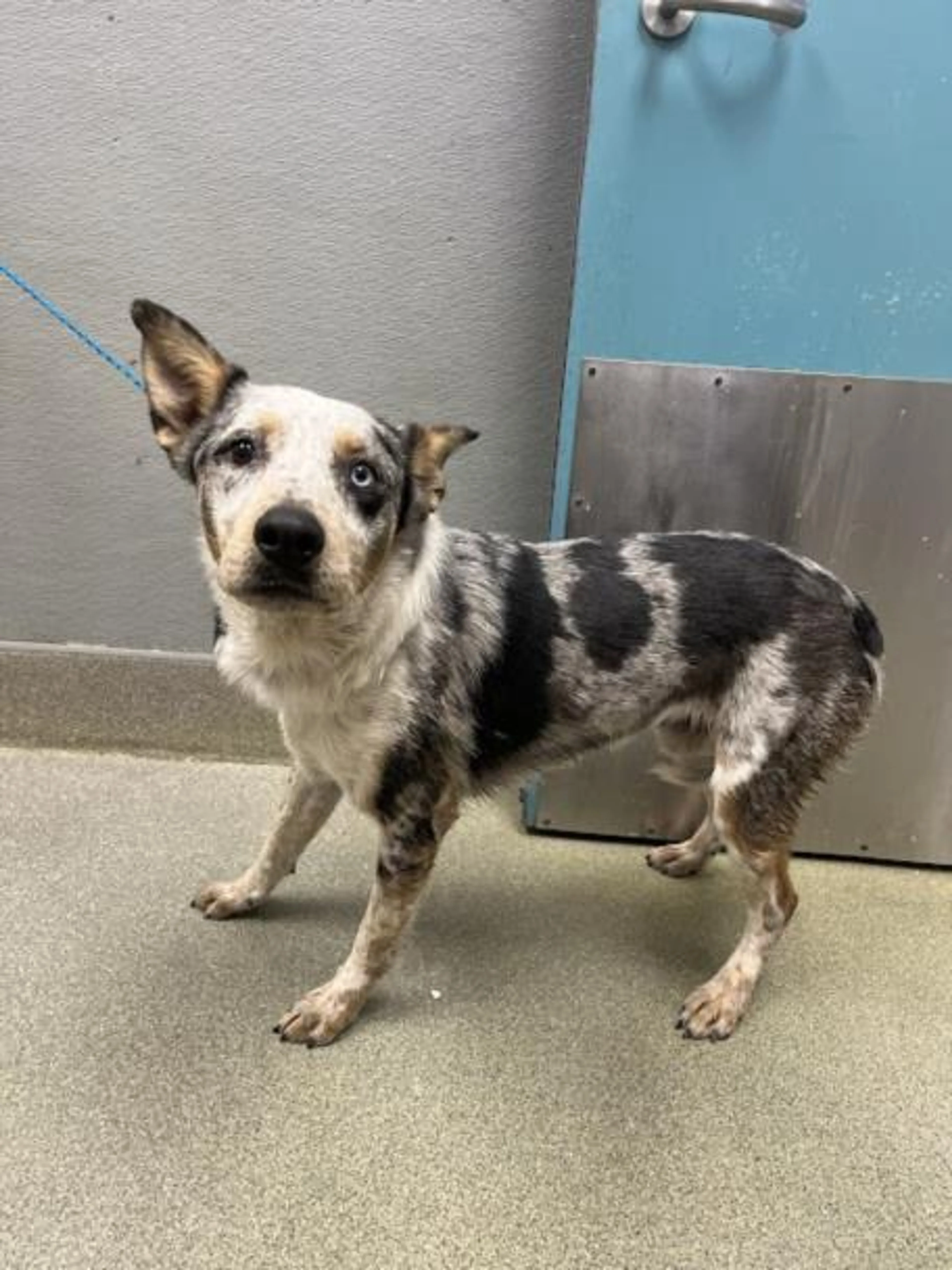 Found pet