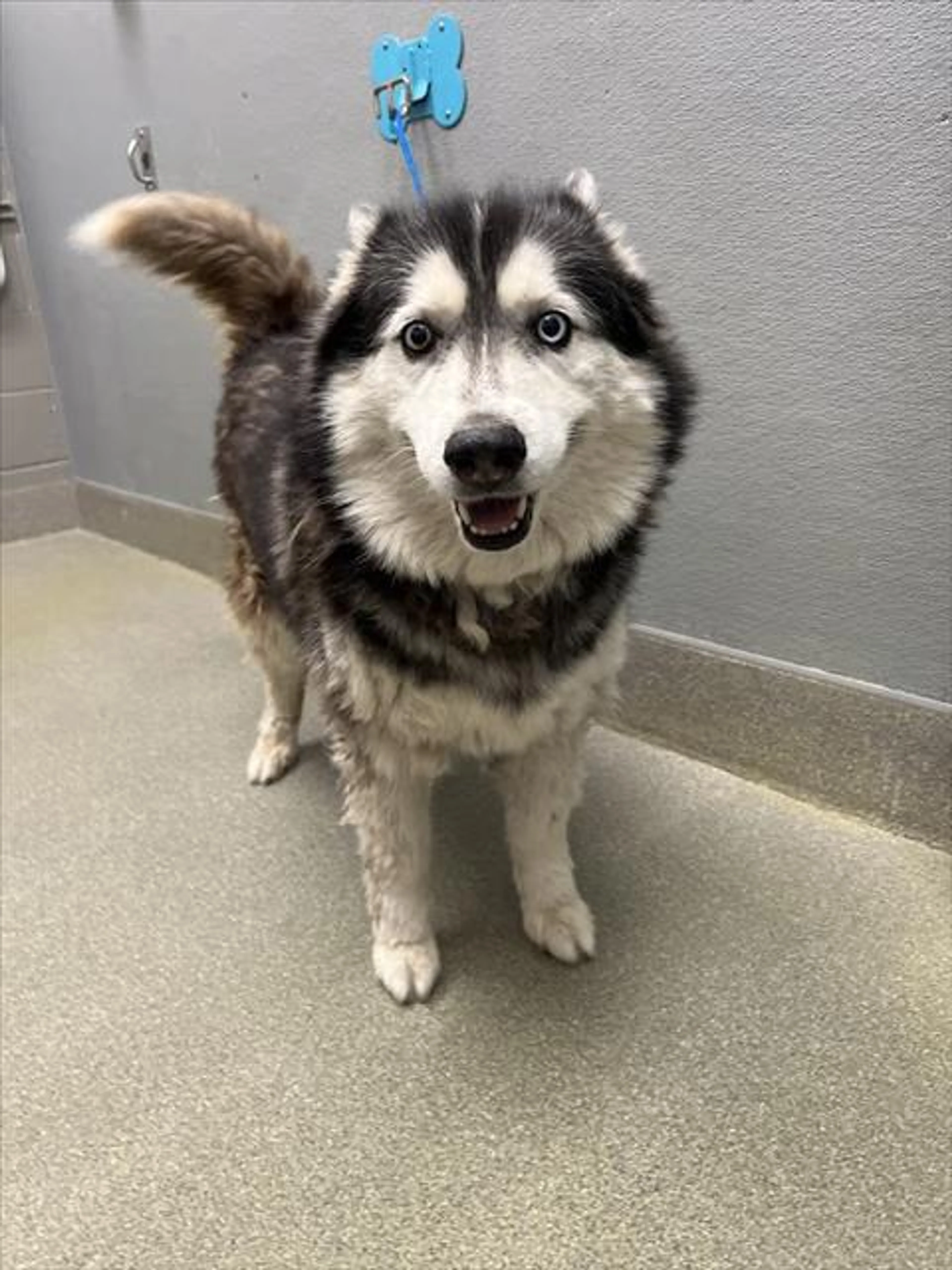 Found pet