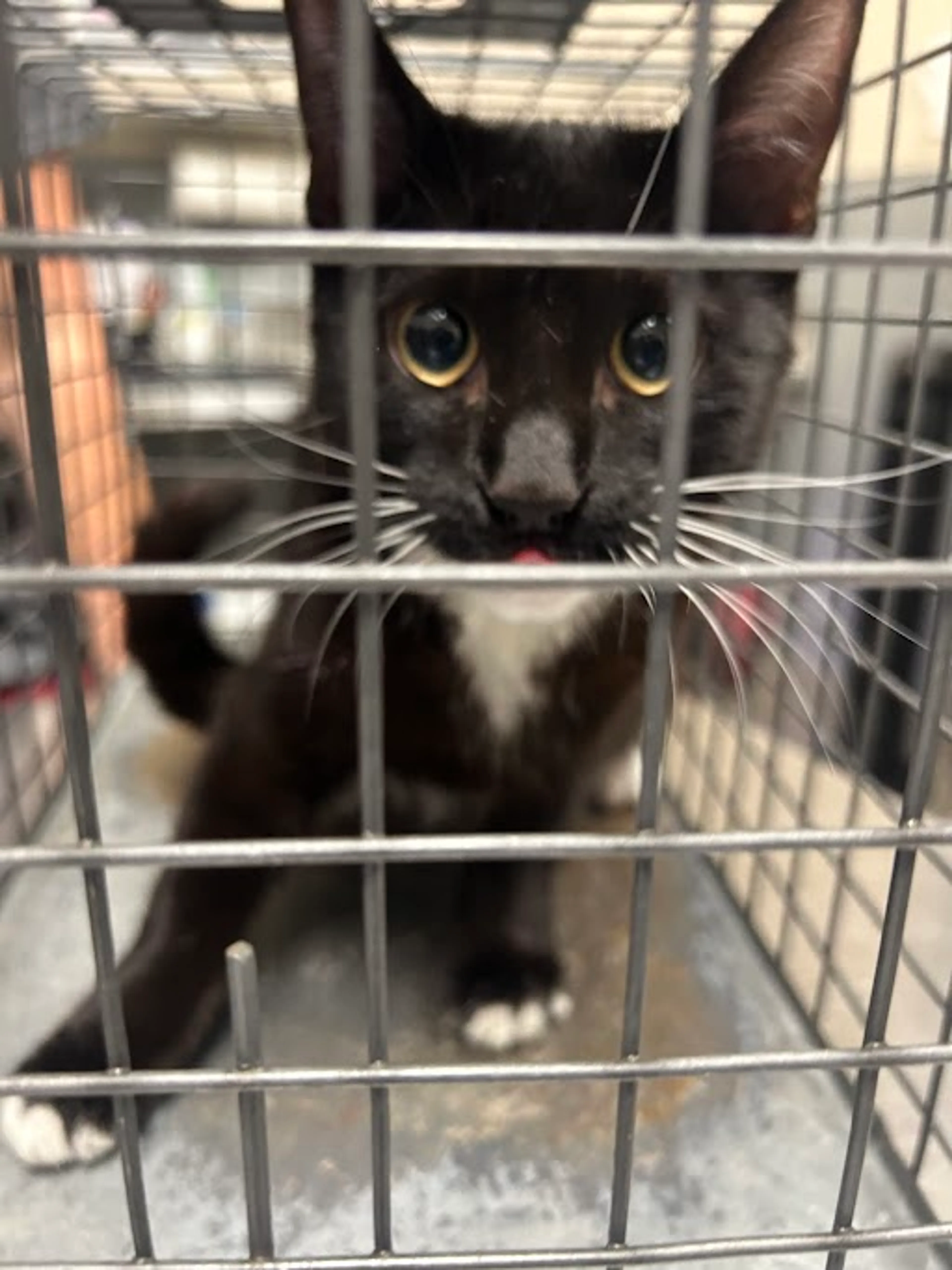 Found pet