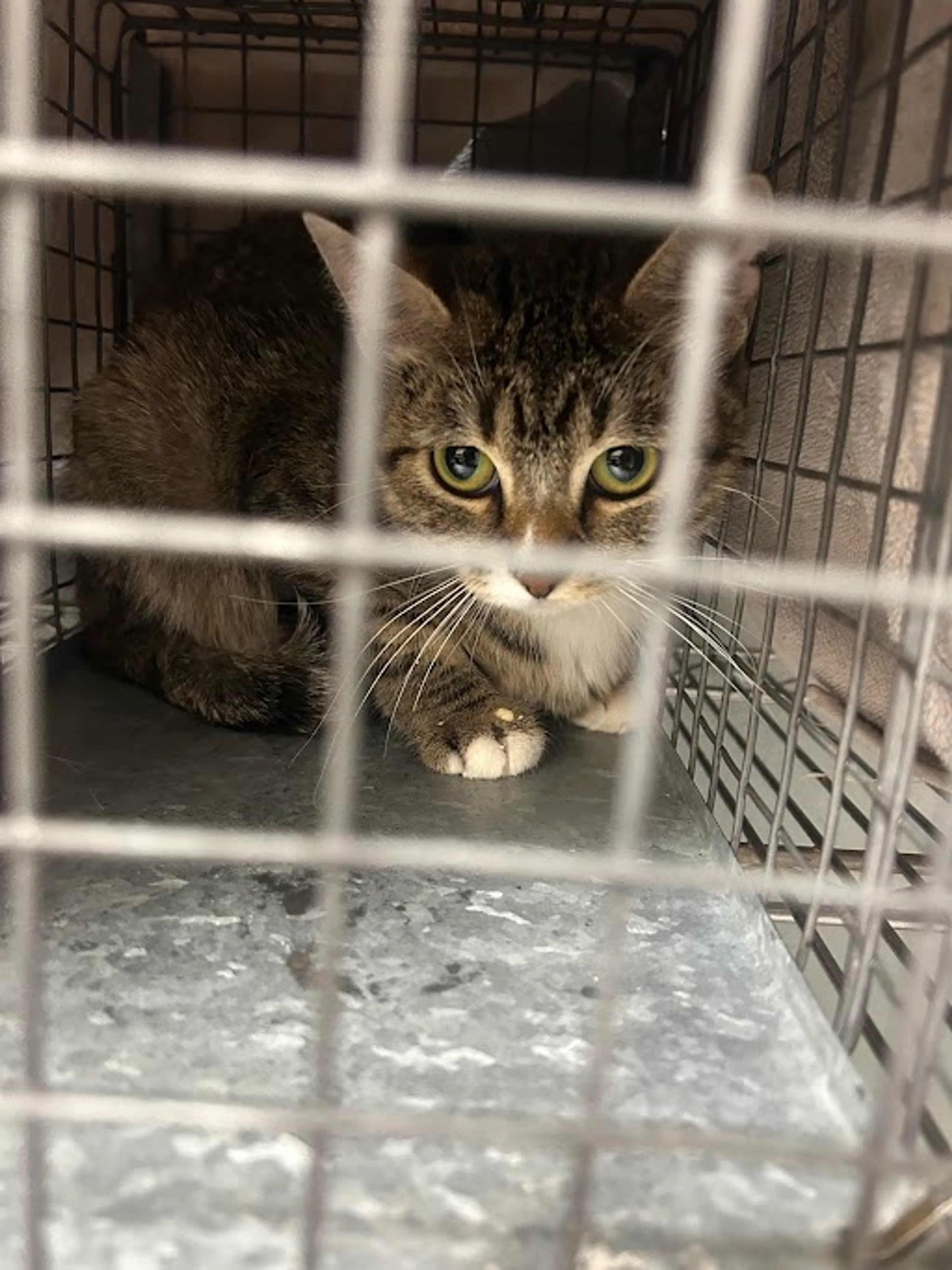 Found pet