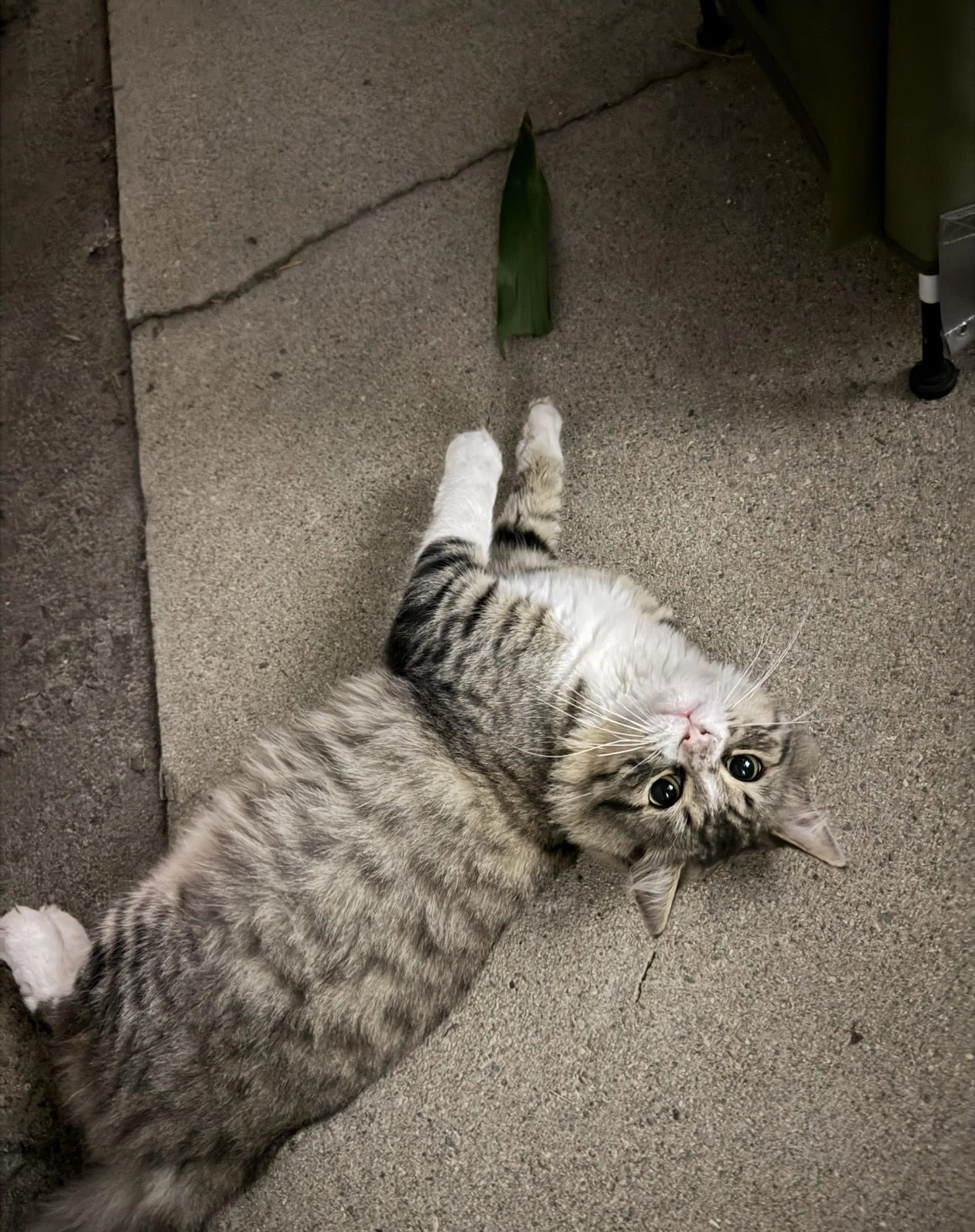 Lost pet-0
