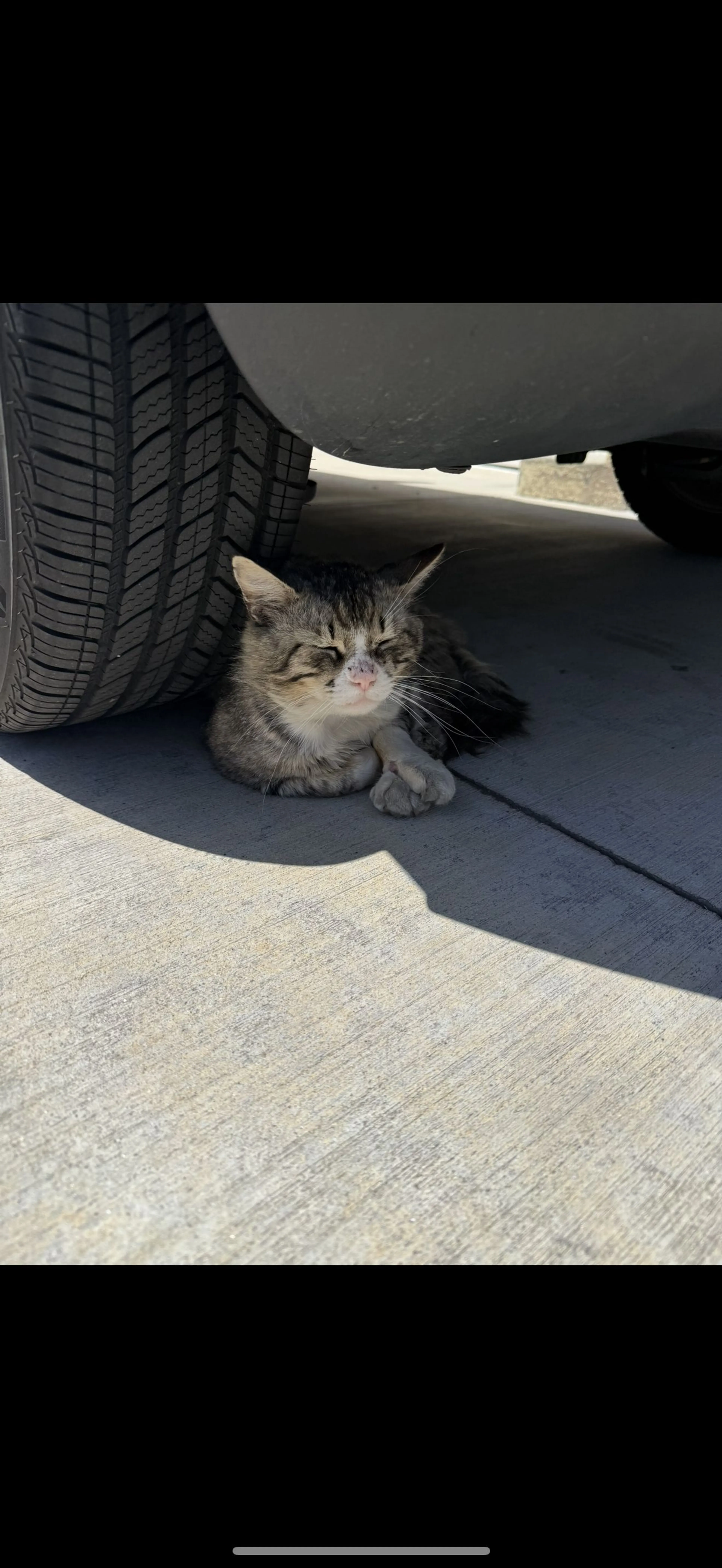 Lost pet-1