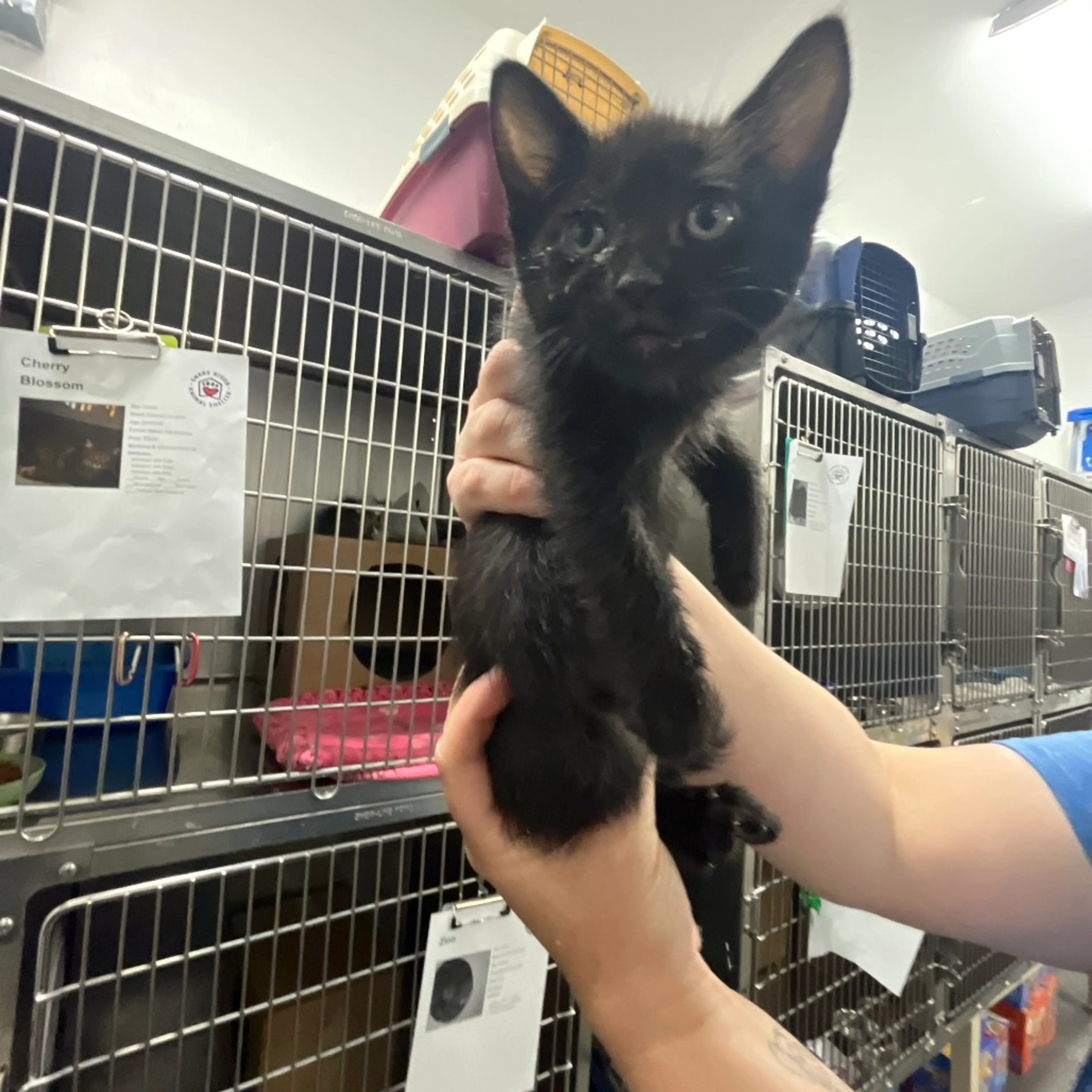 Found pet
