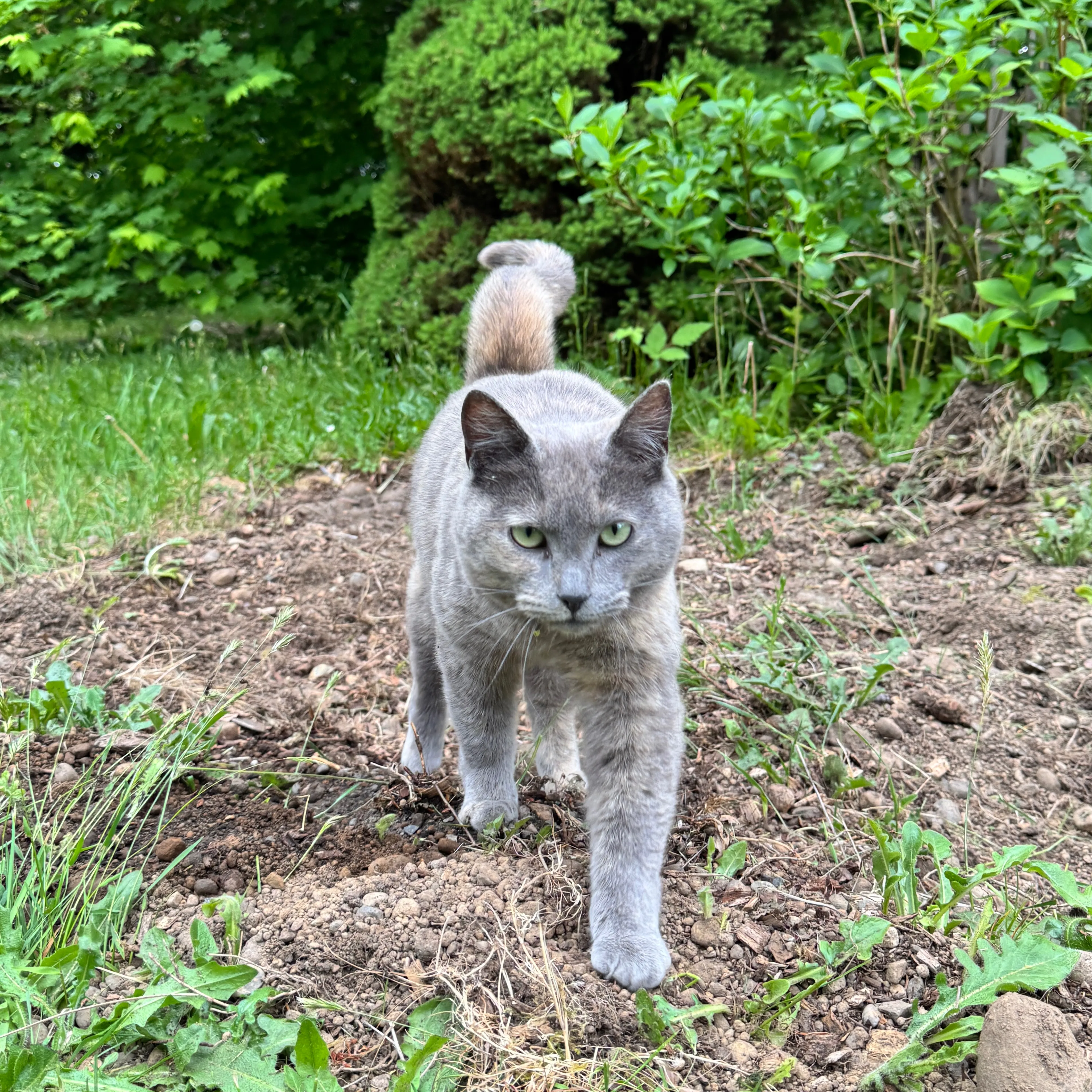 Found pet-1