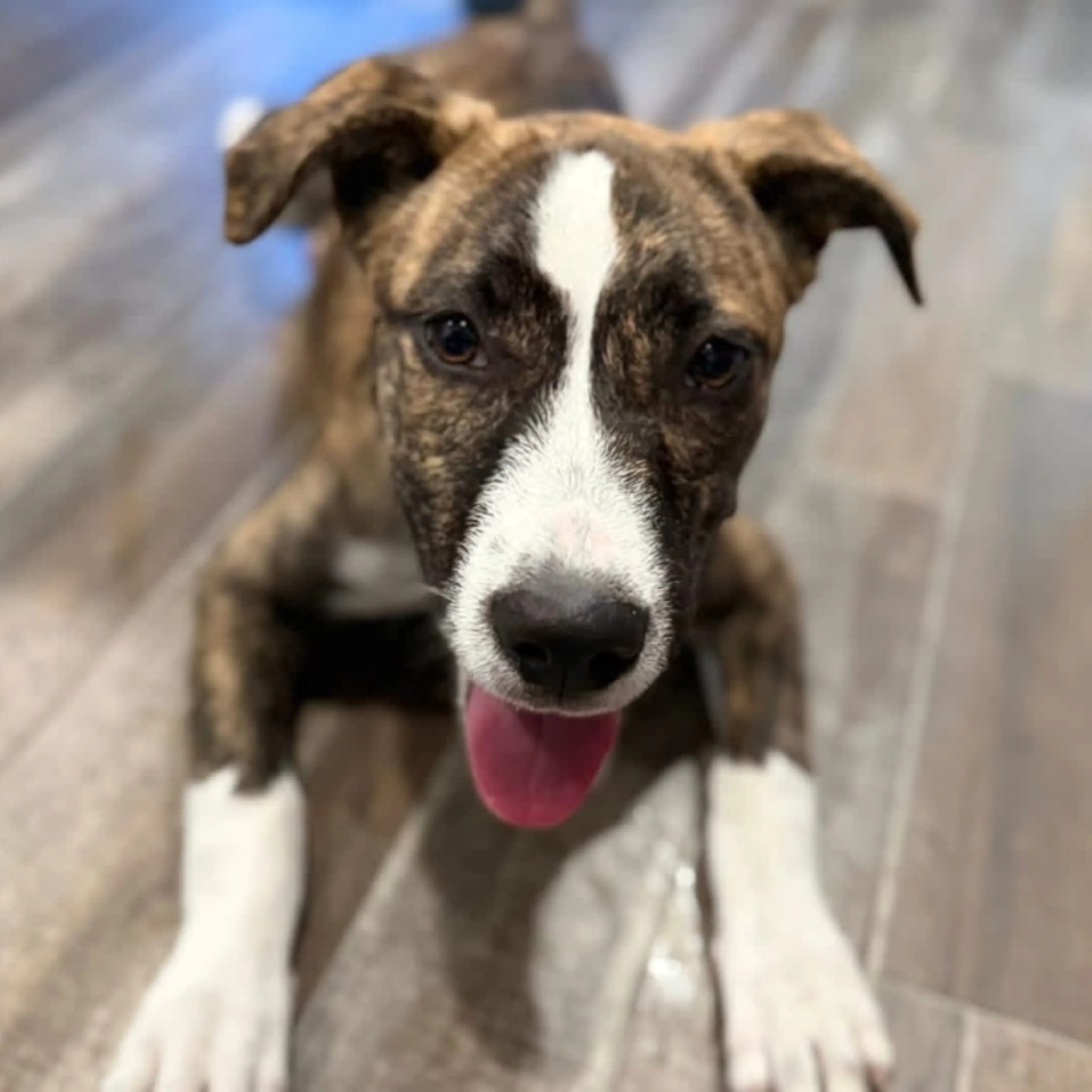 Found pet