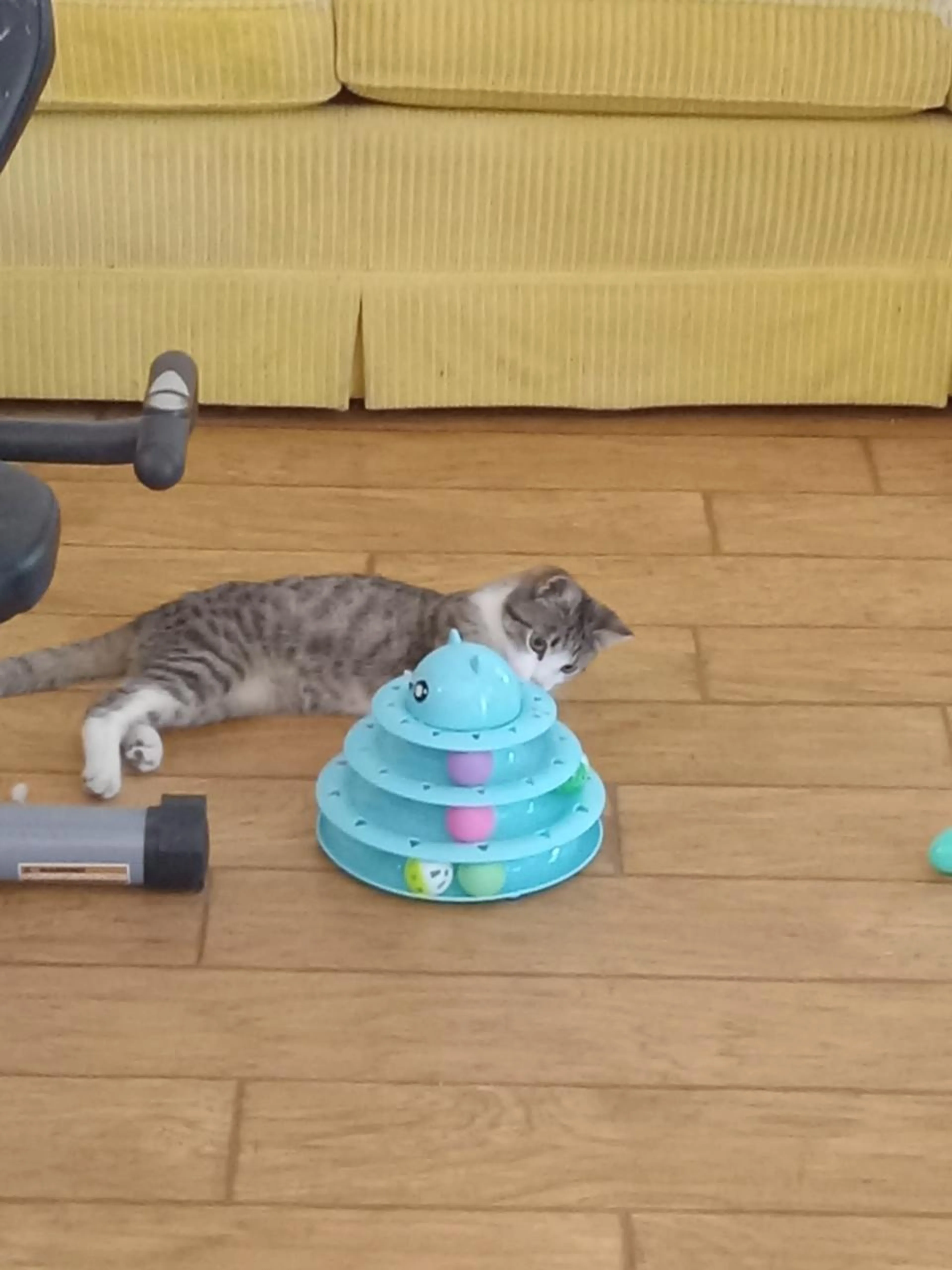 Found pet-1