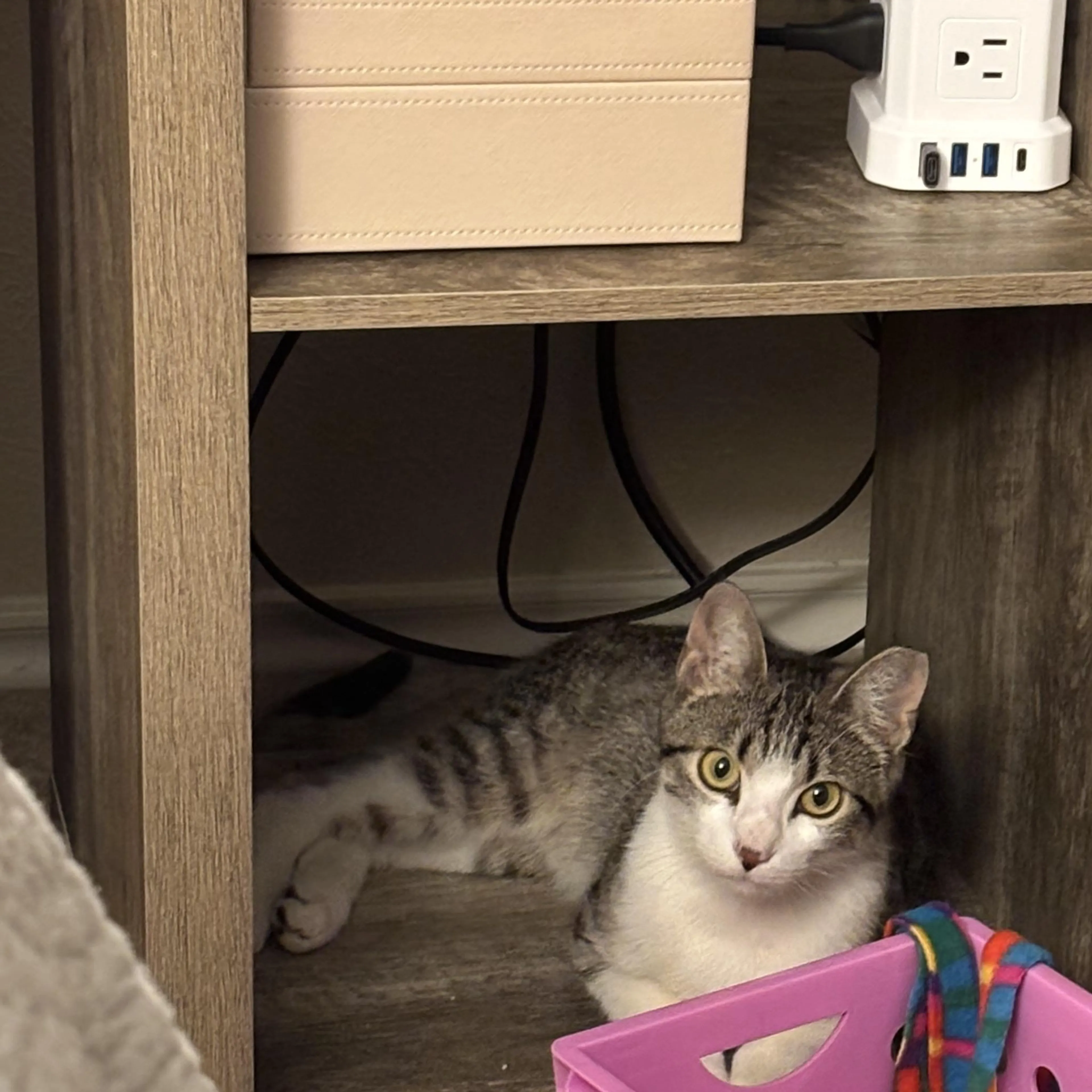 Found pet-0