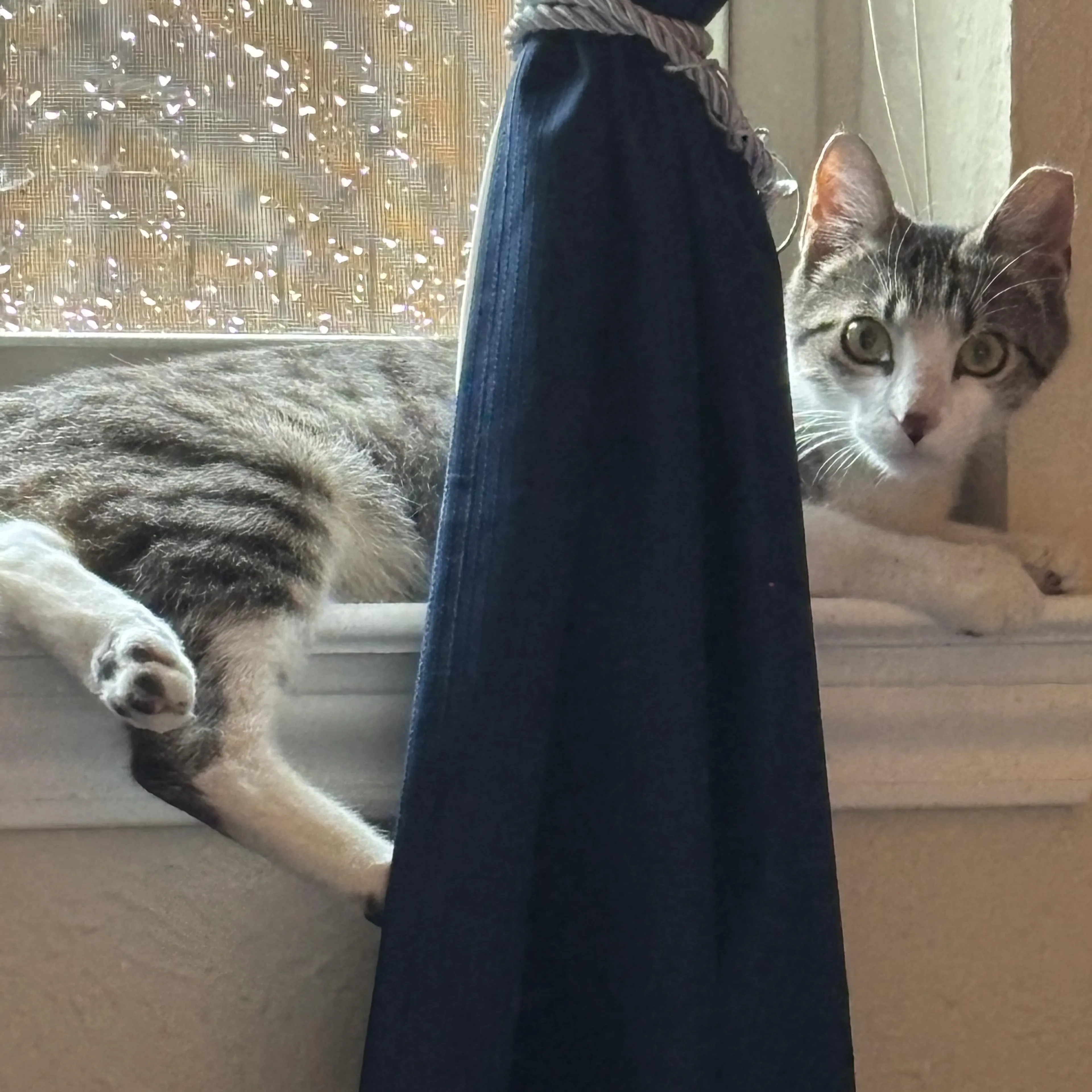 Found pet-2