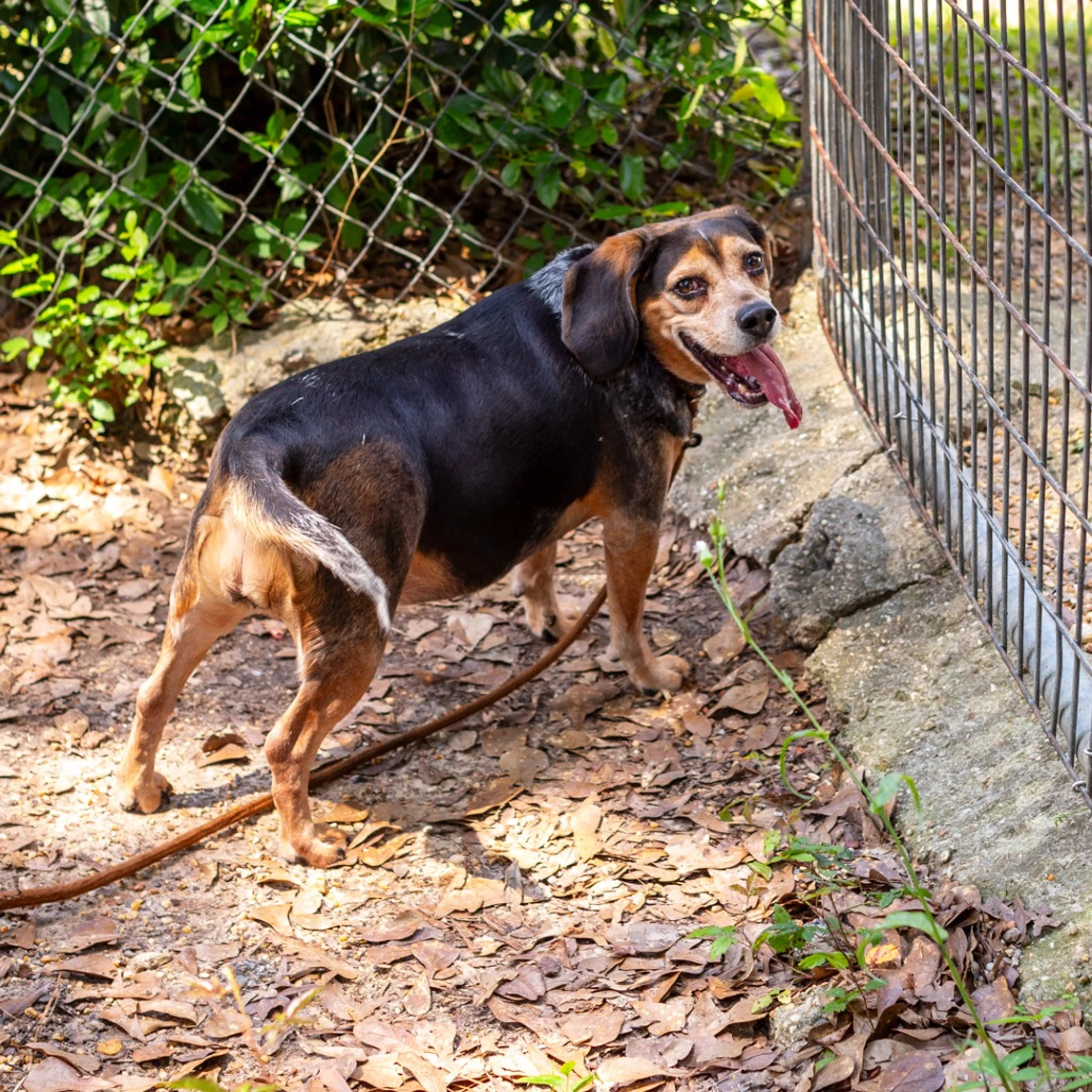 Found pet-3