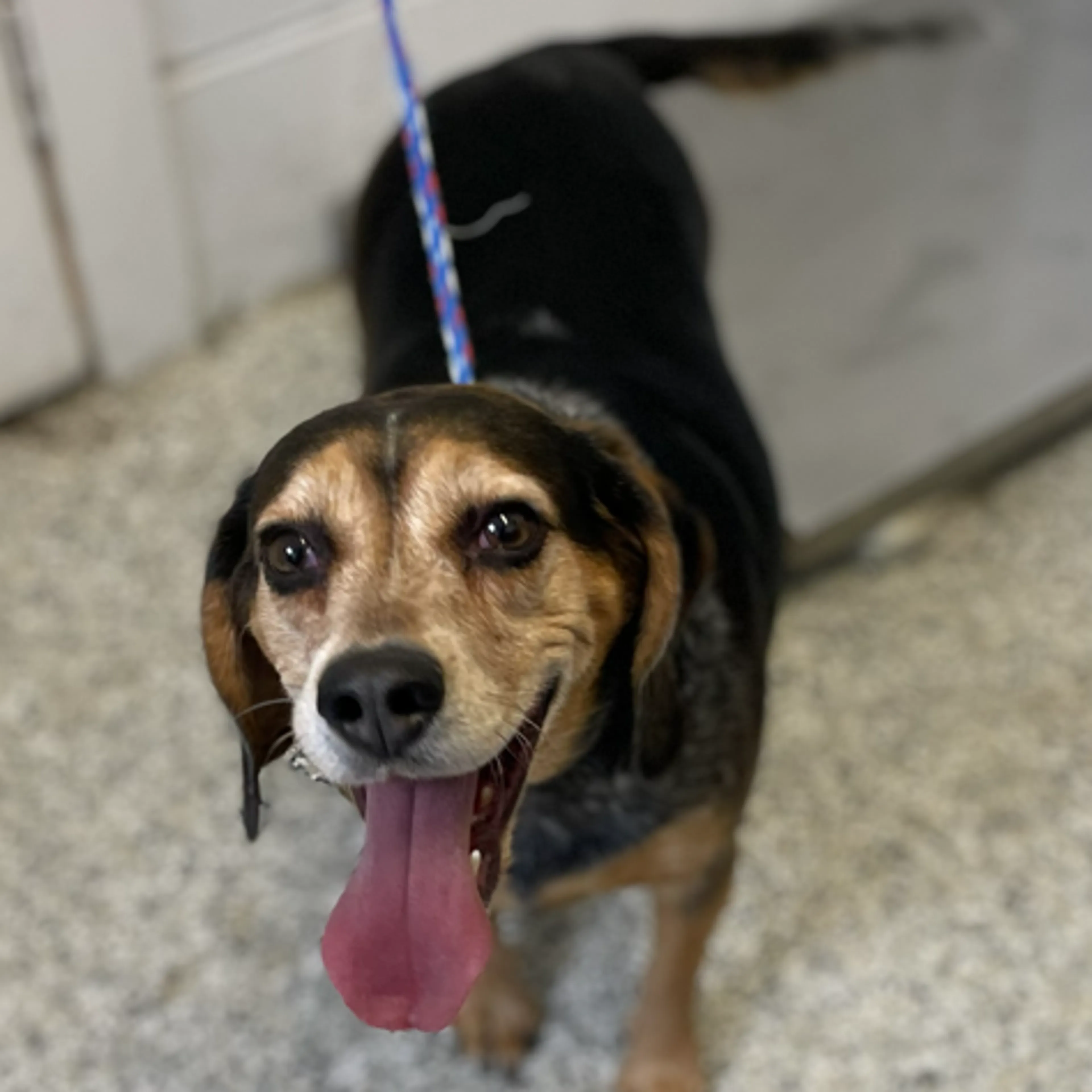Found pet-1
