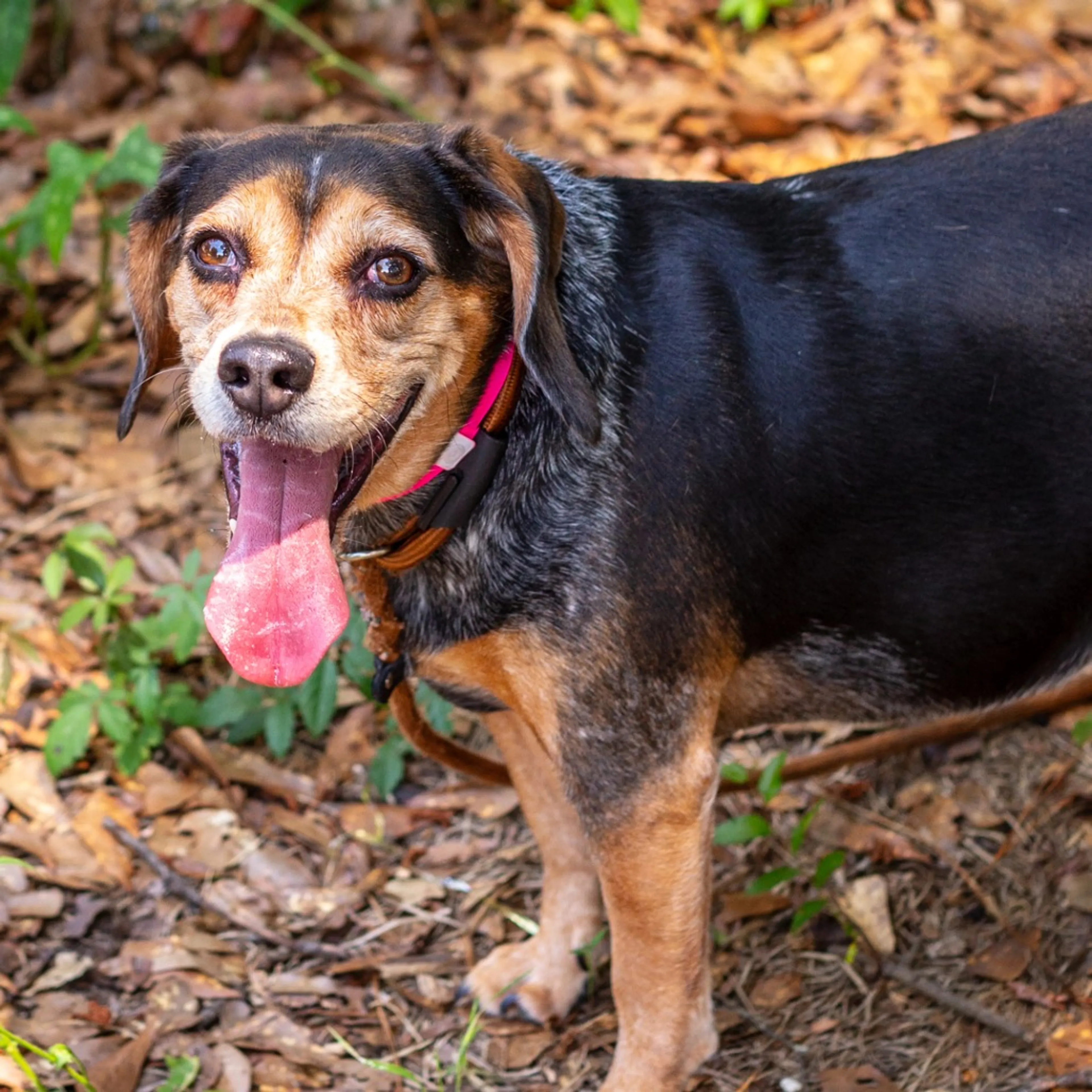 Found pet-2