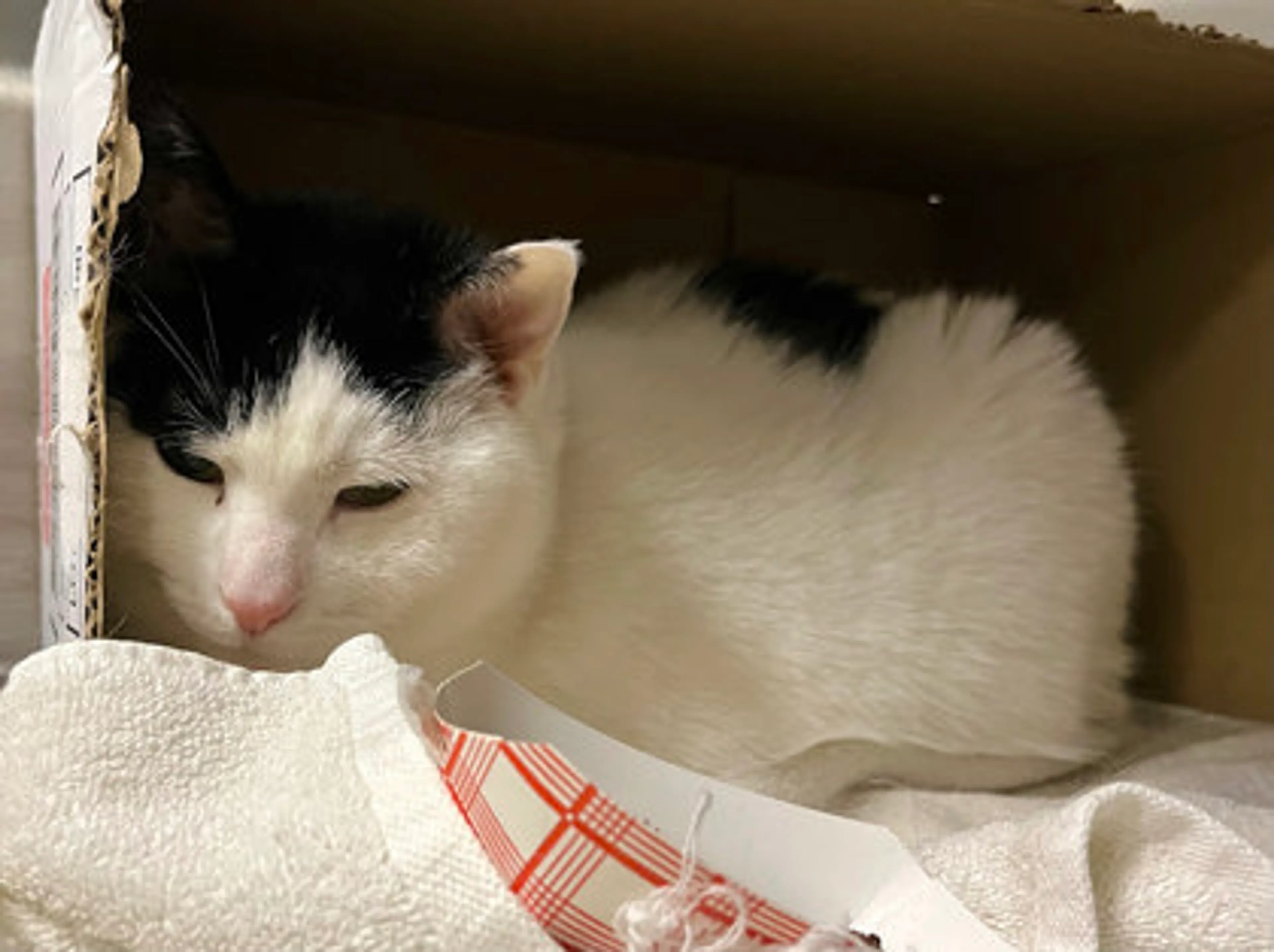 Found pet-1