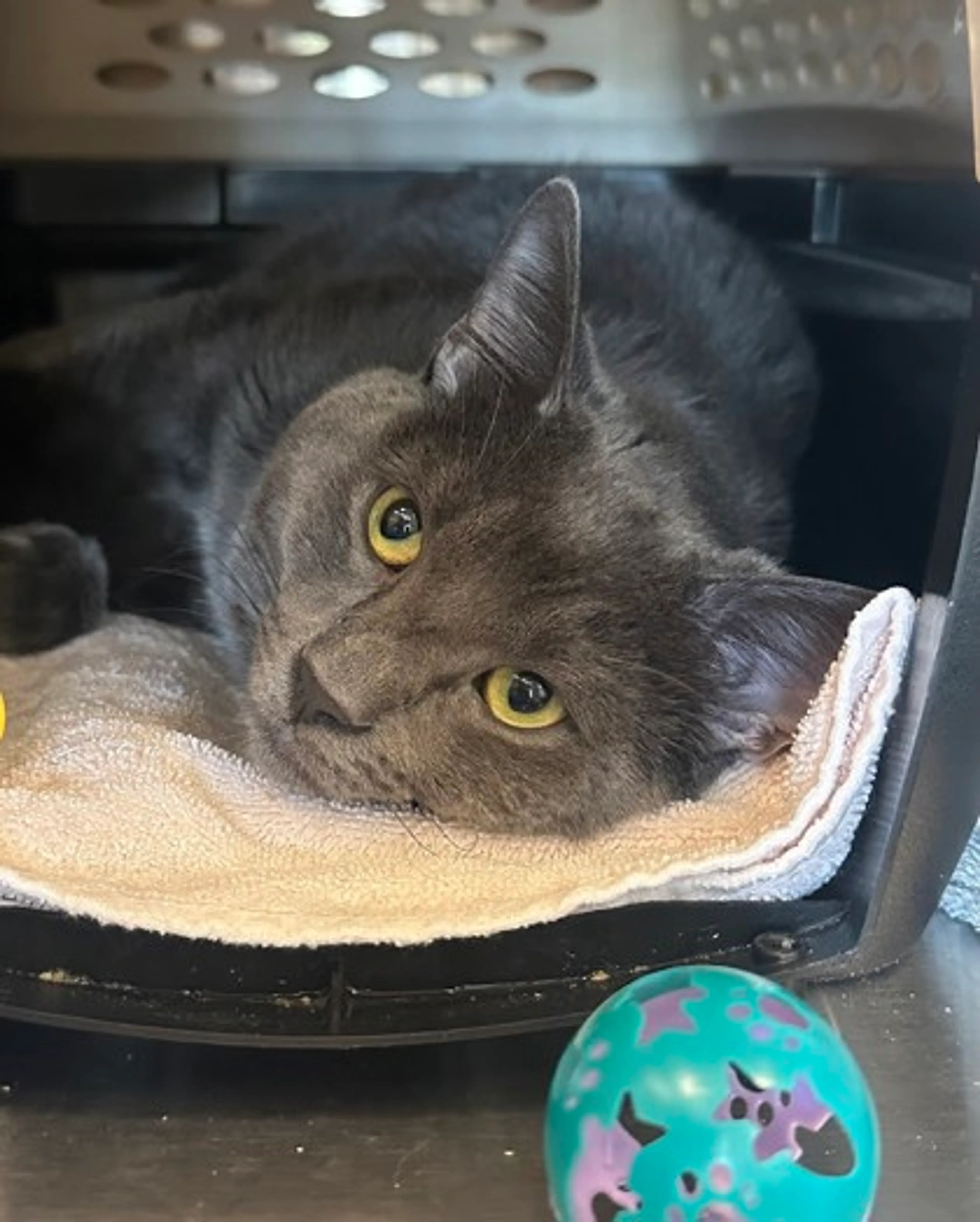 Found pet-1