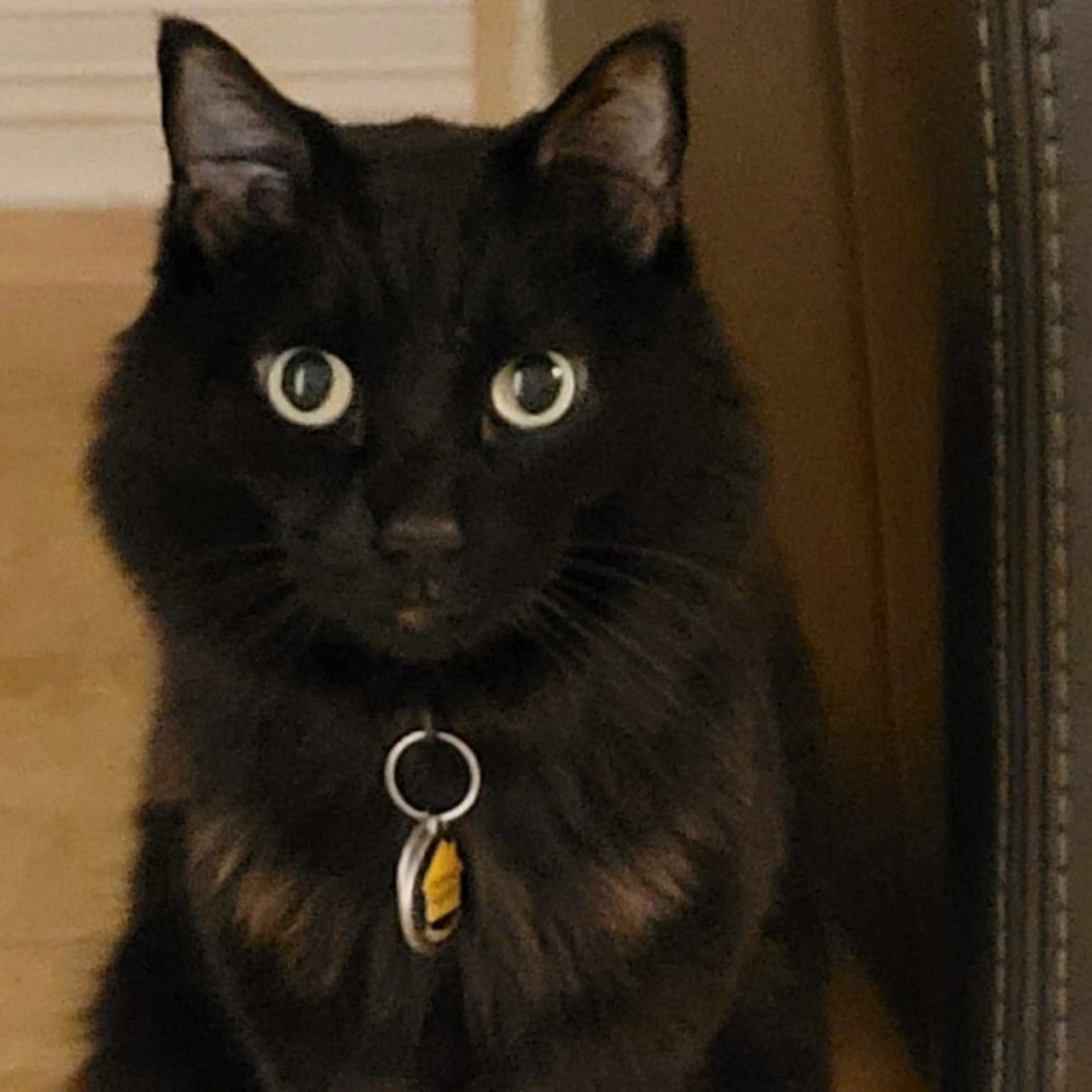 Lost pet