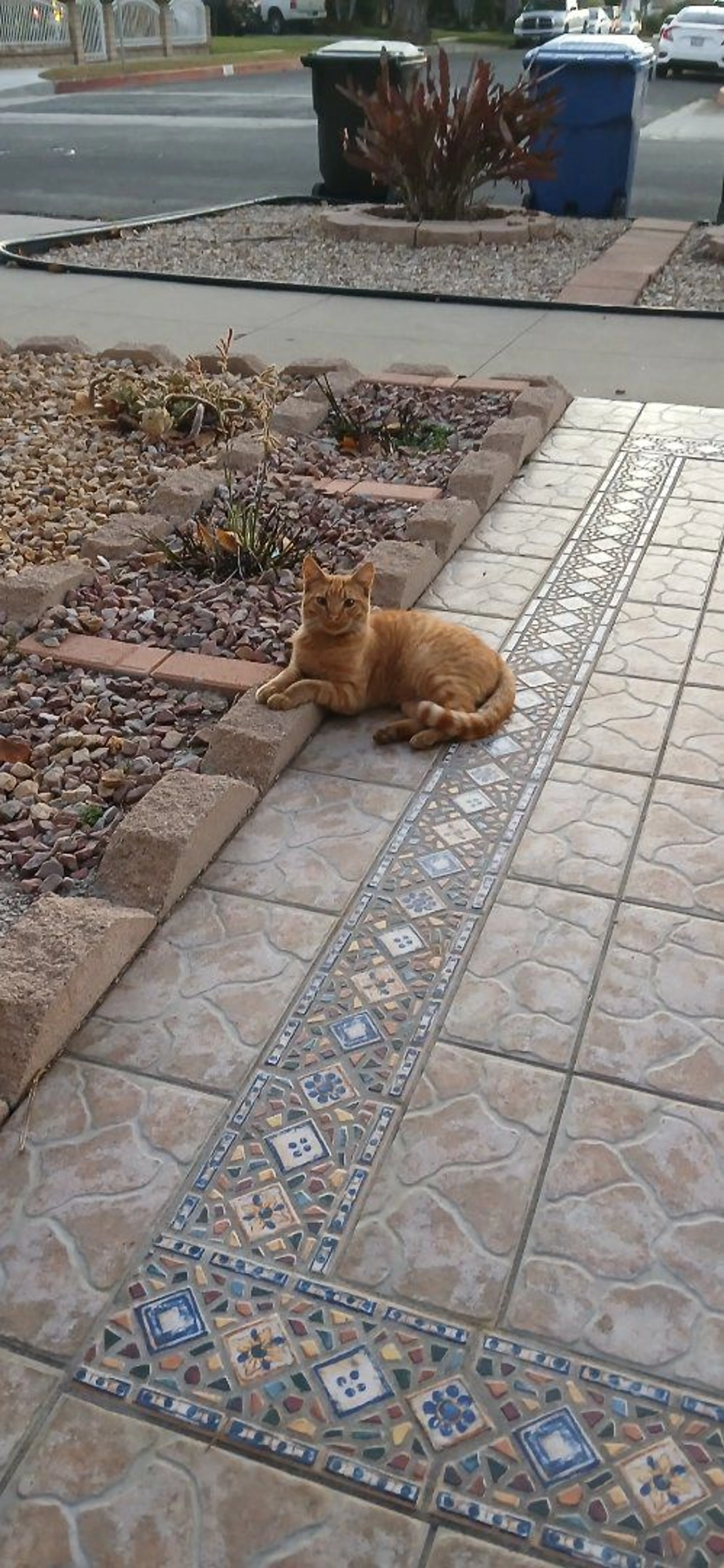 Lost pet-1