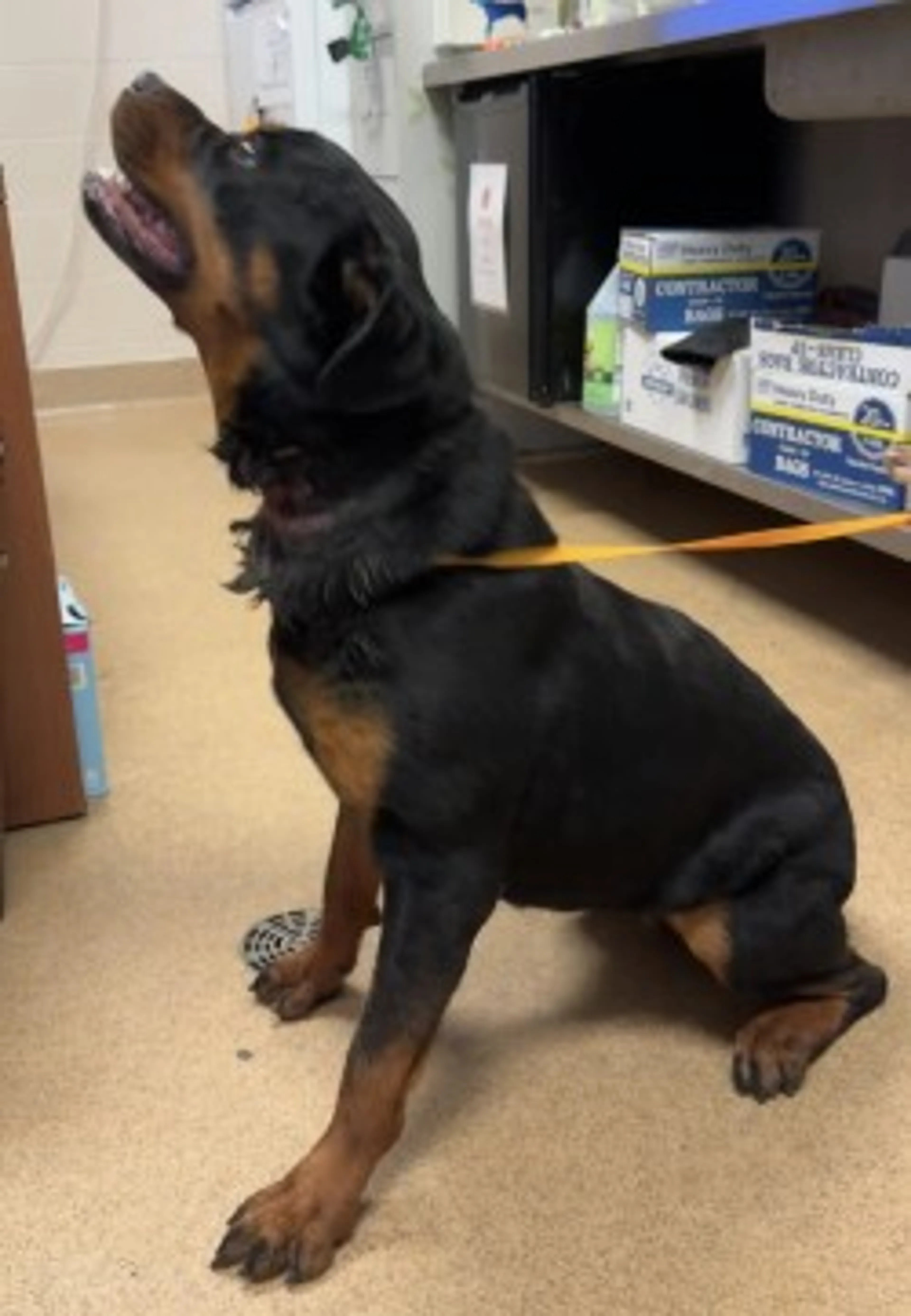 Found pet-2