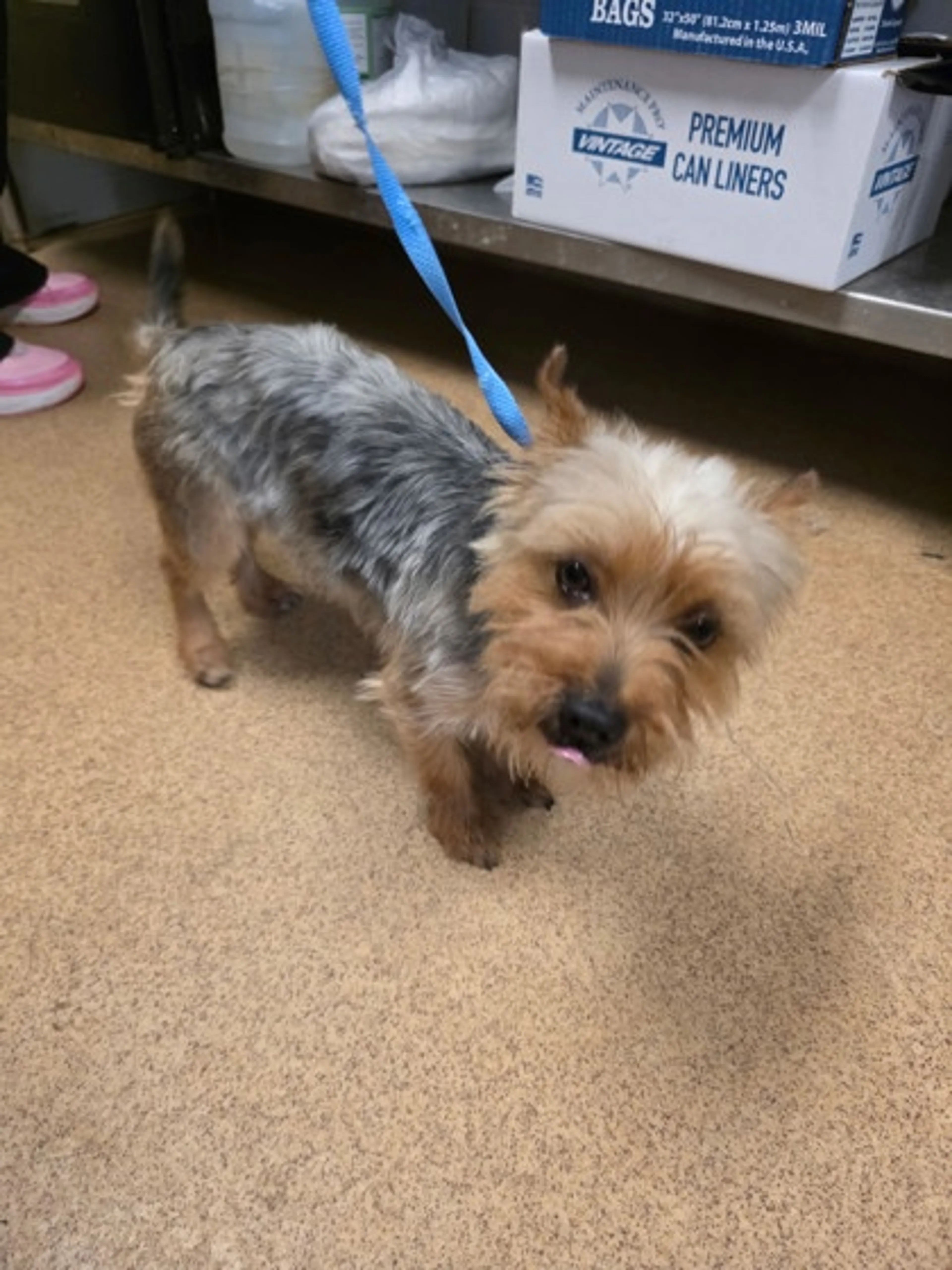 Found pet