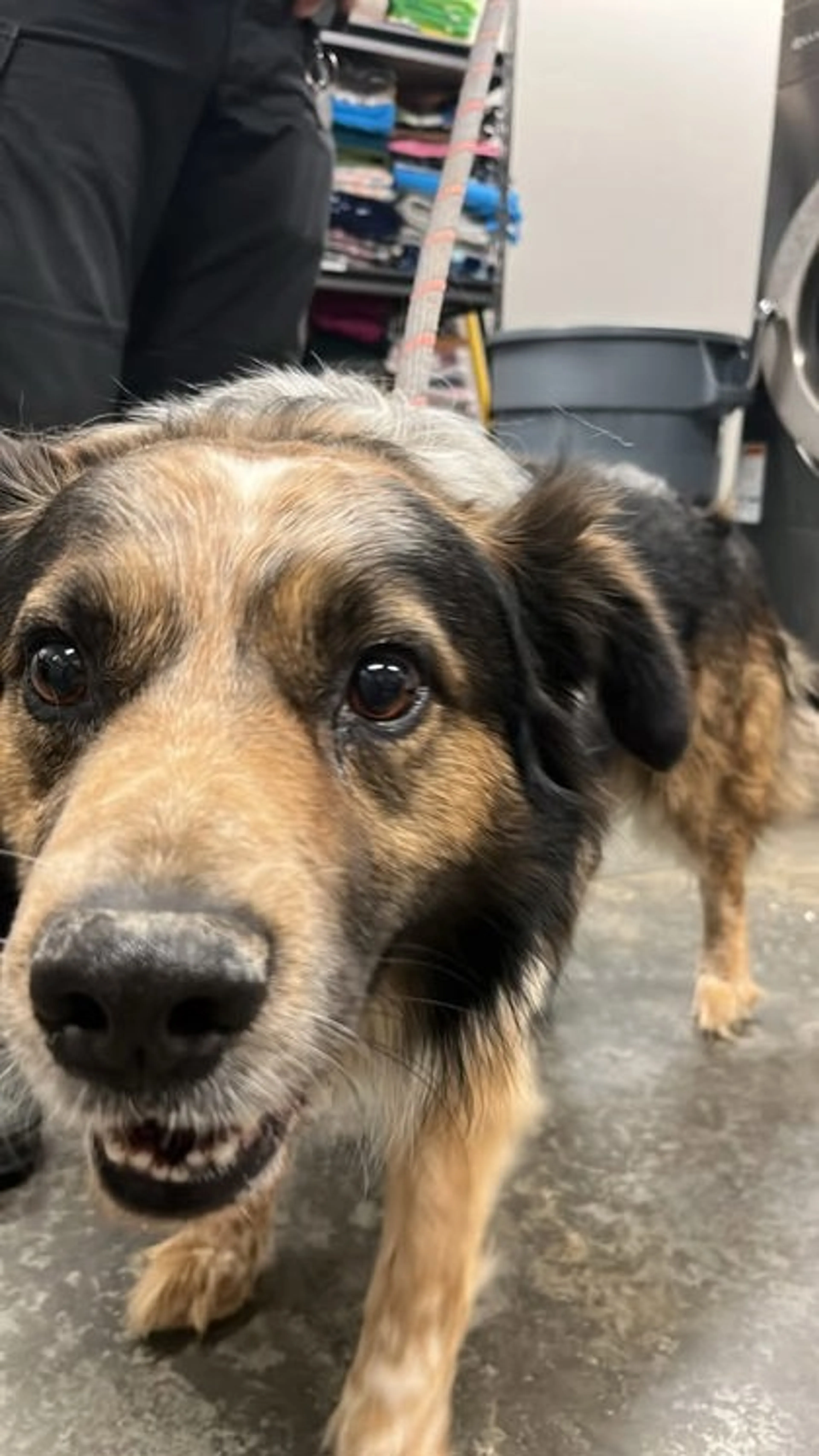 Found pet