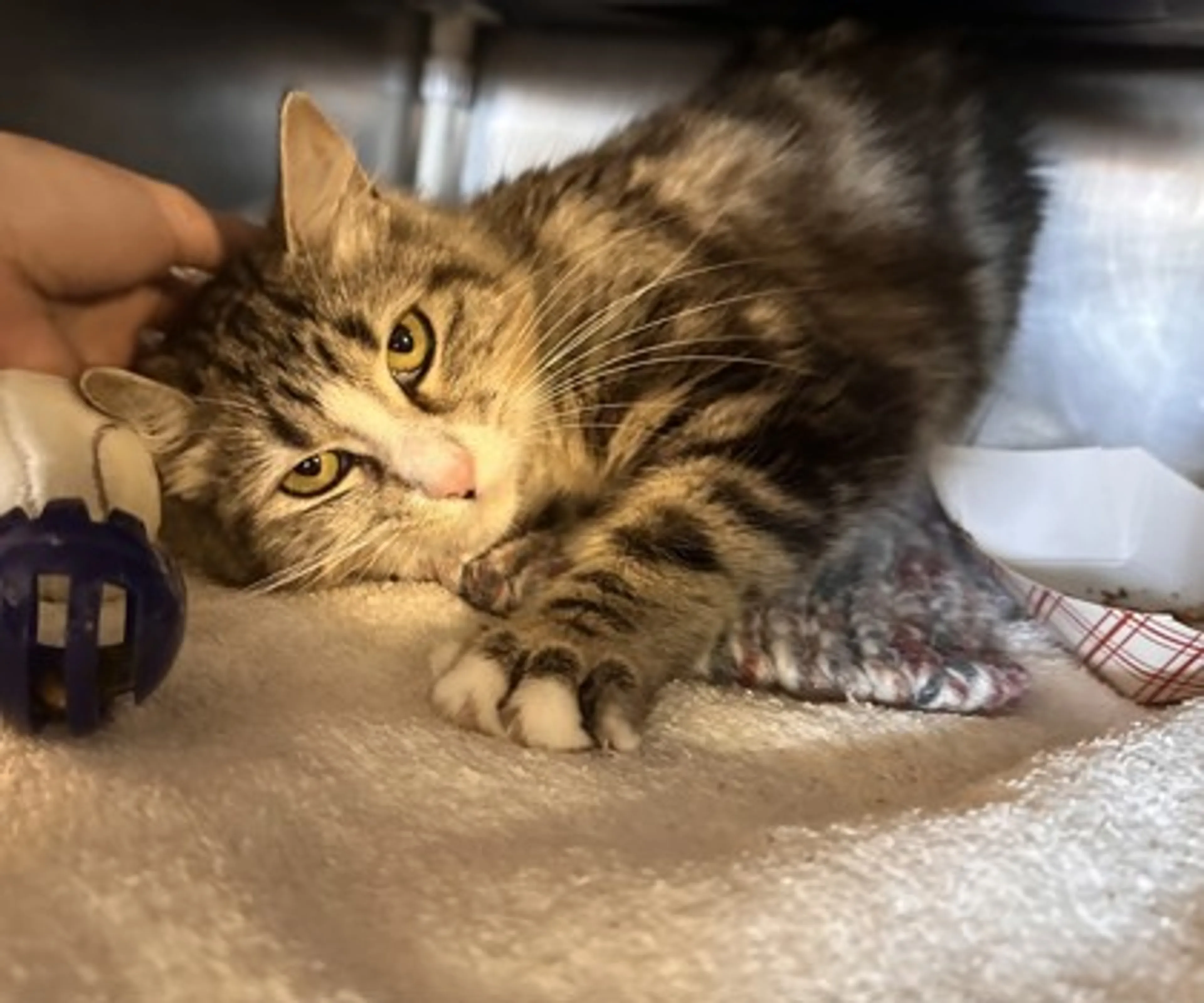 Found pet