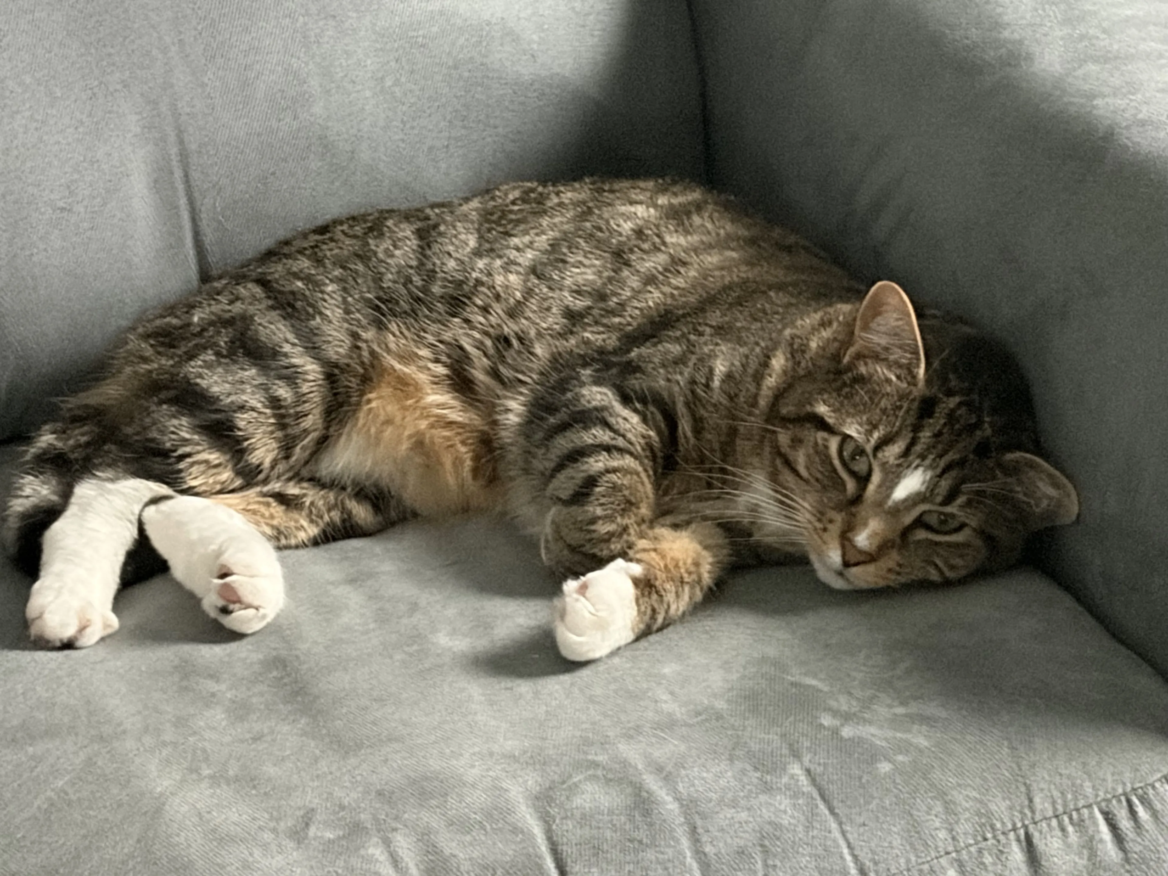 Lost pet