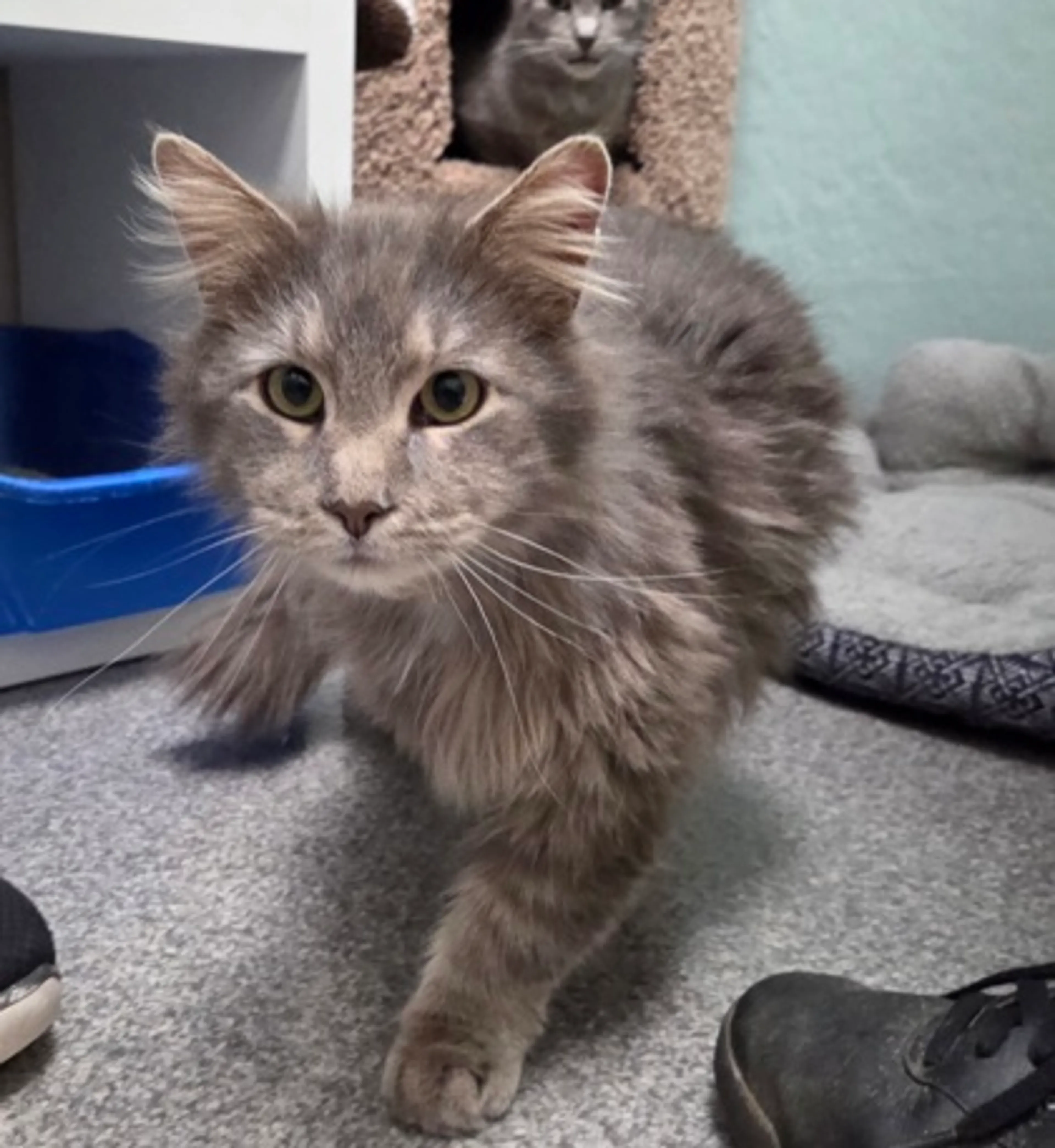 Found pet