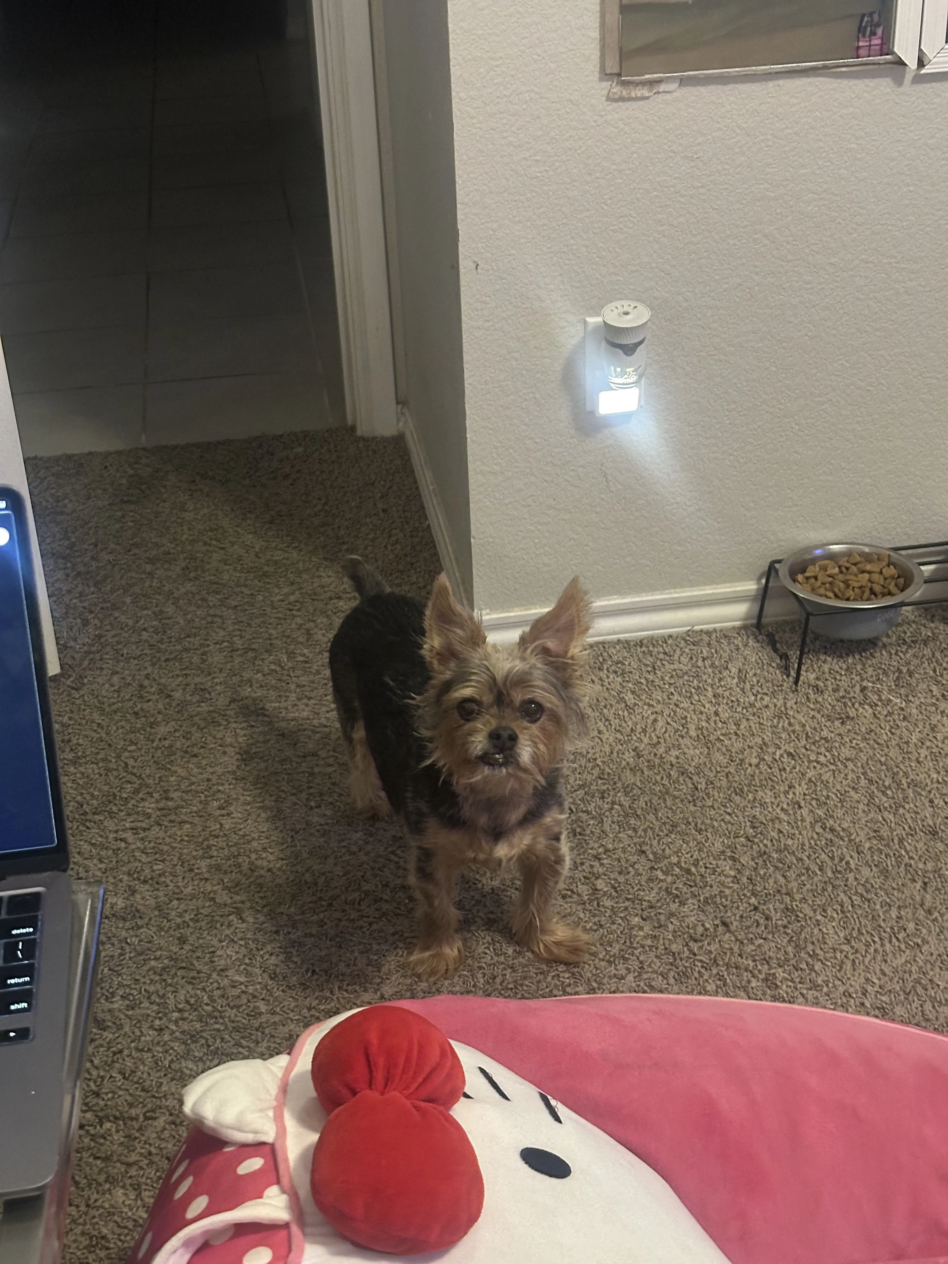 Lost pet