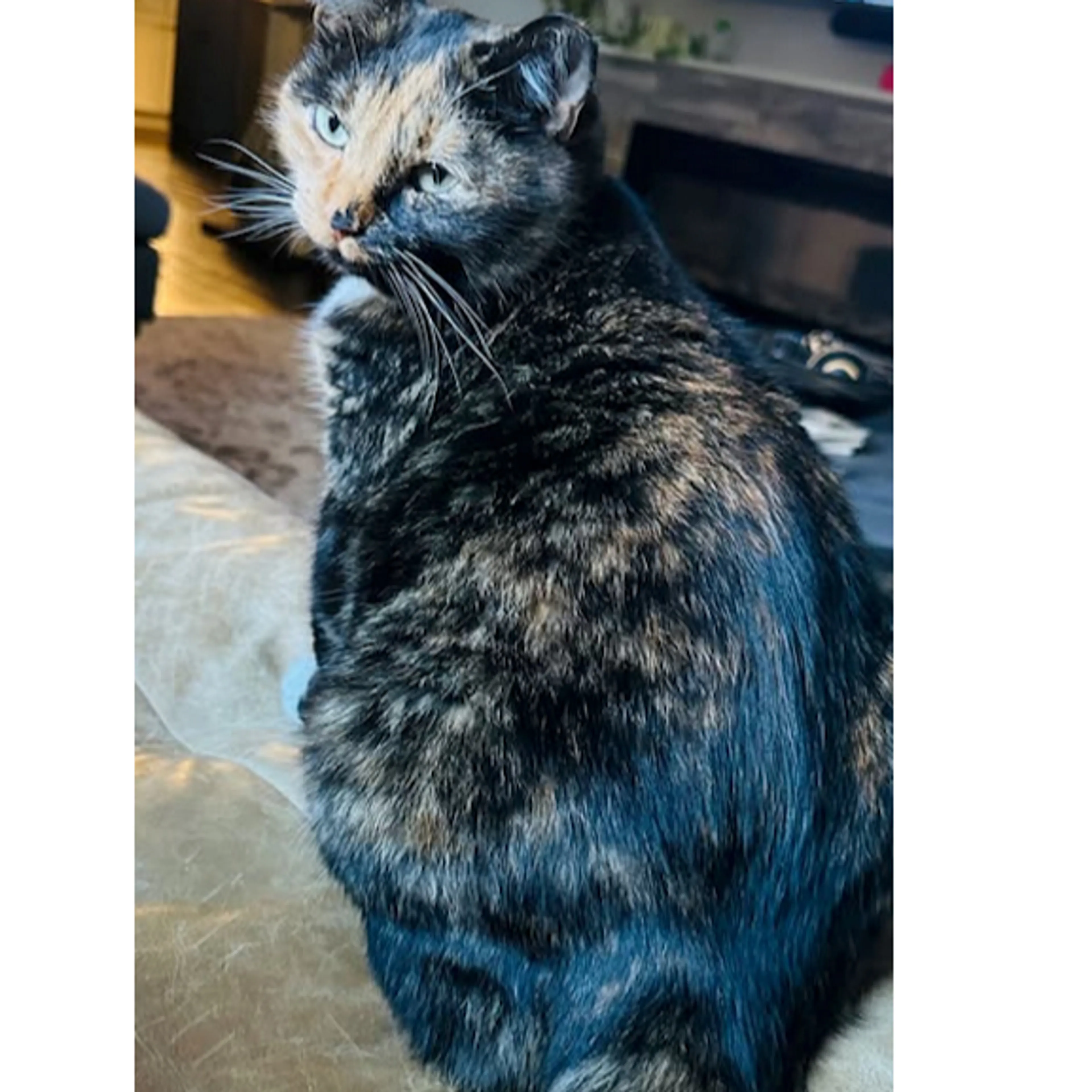 Lost pet-1