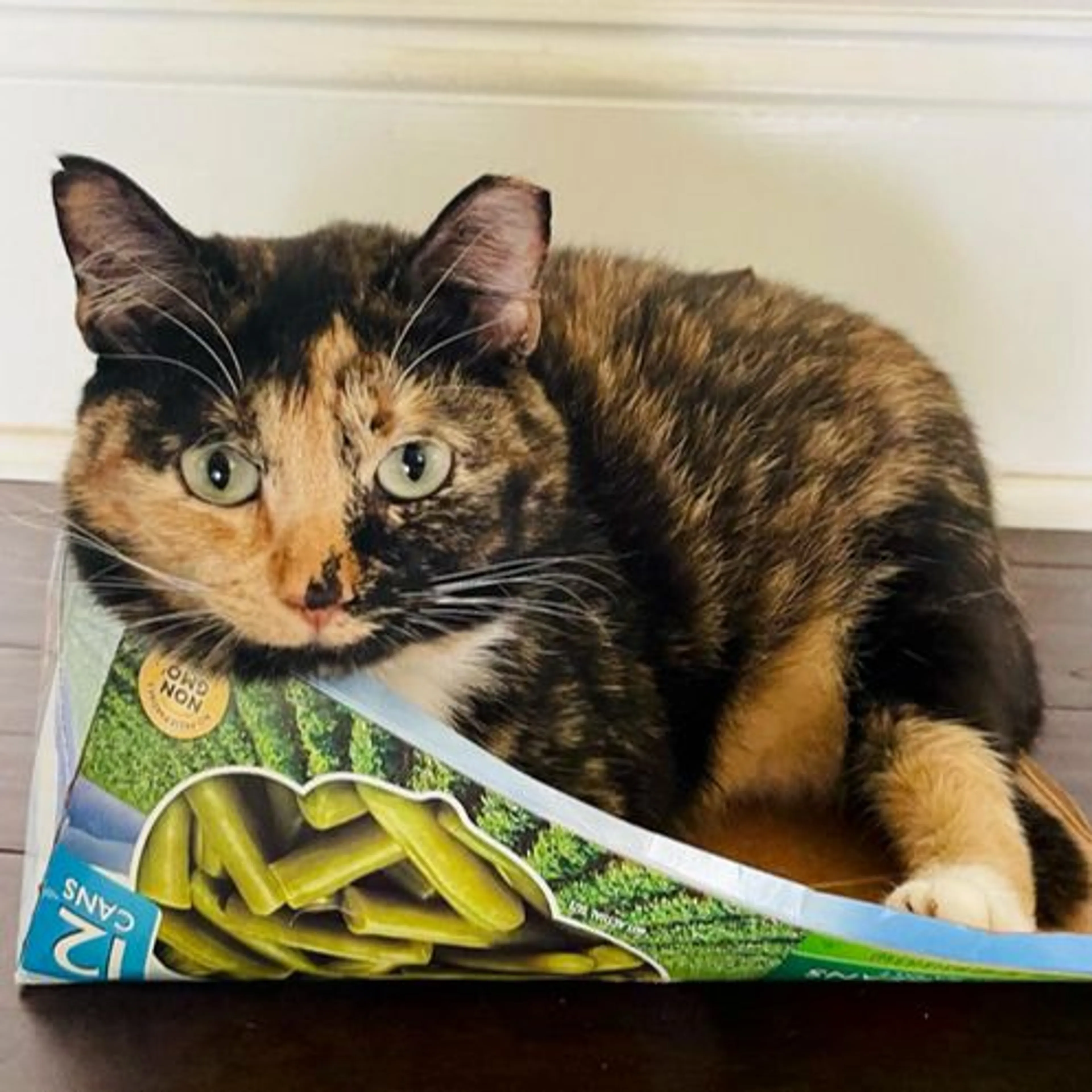 Lost pet-0