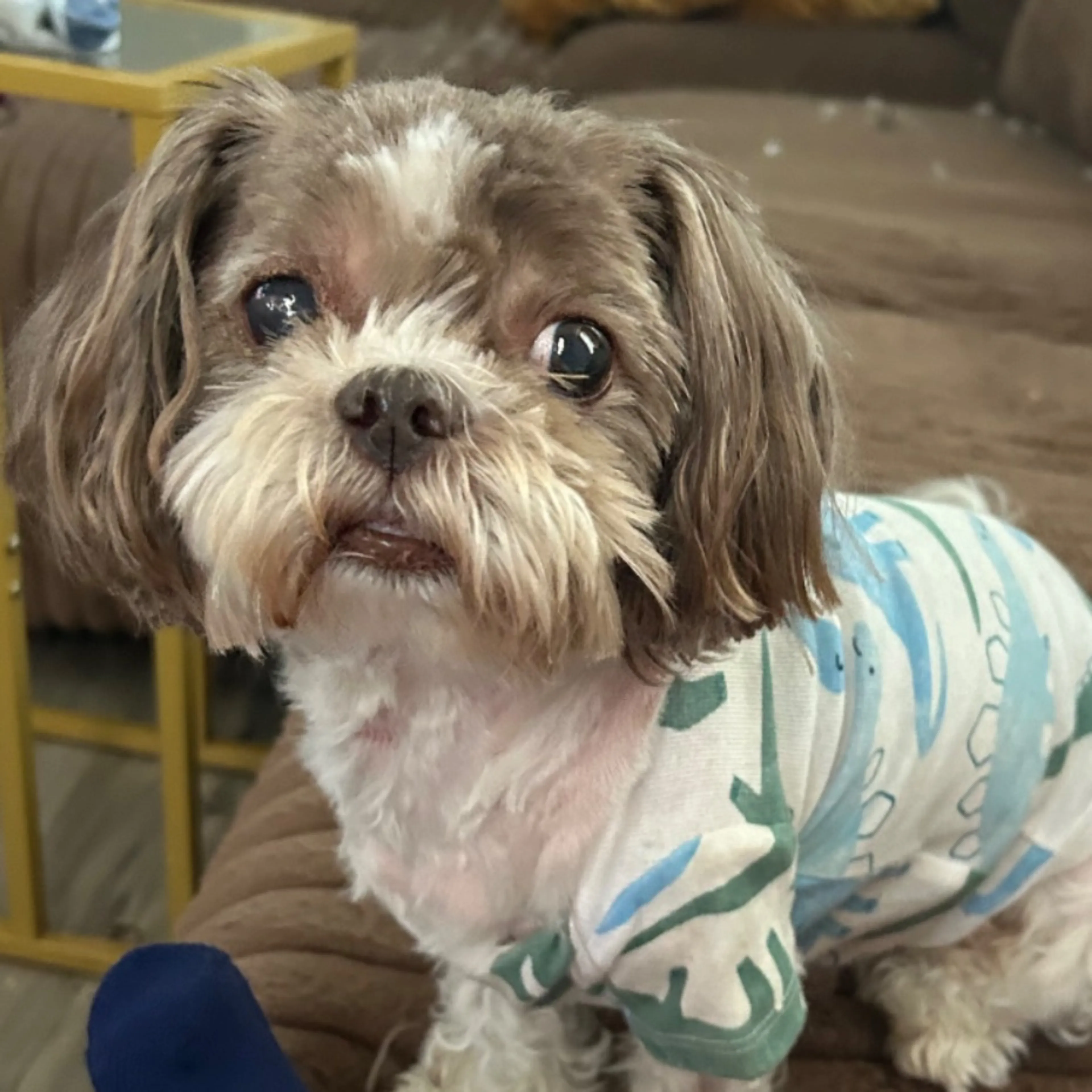 Lost pet