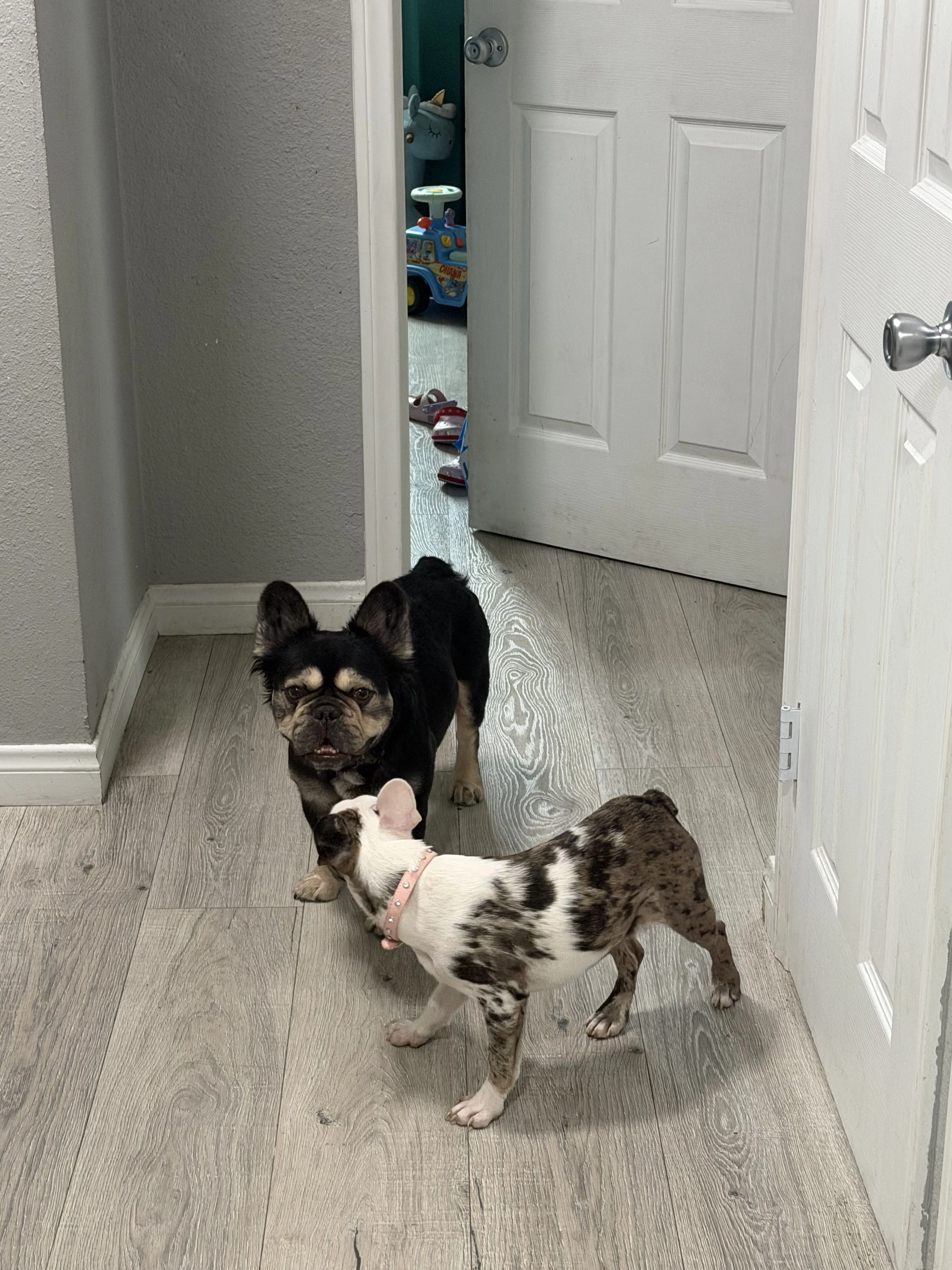 Lost pet