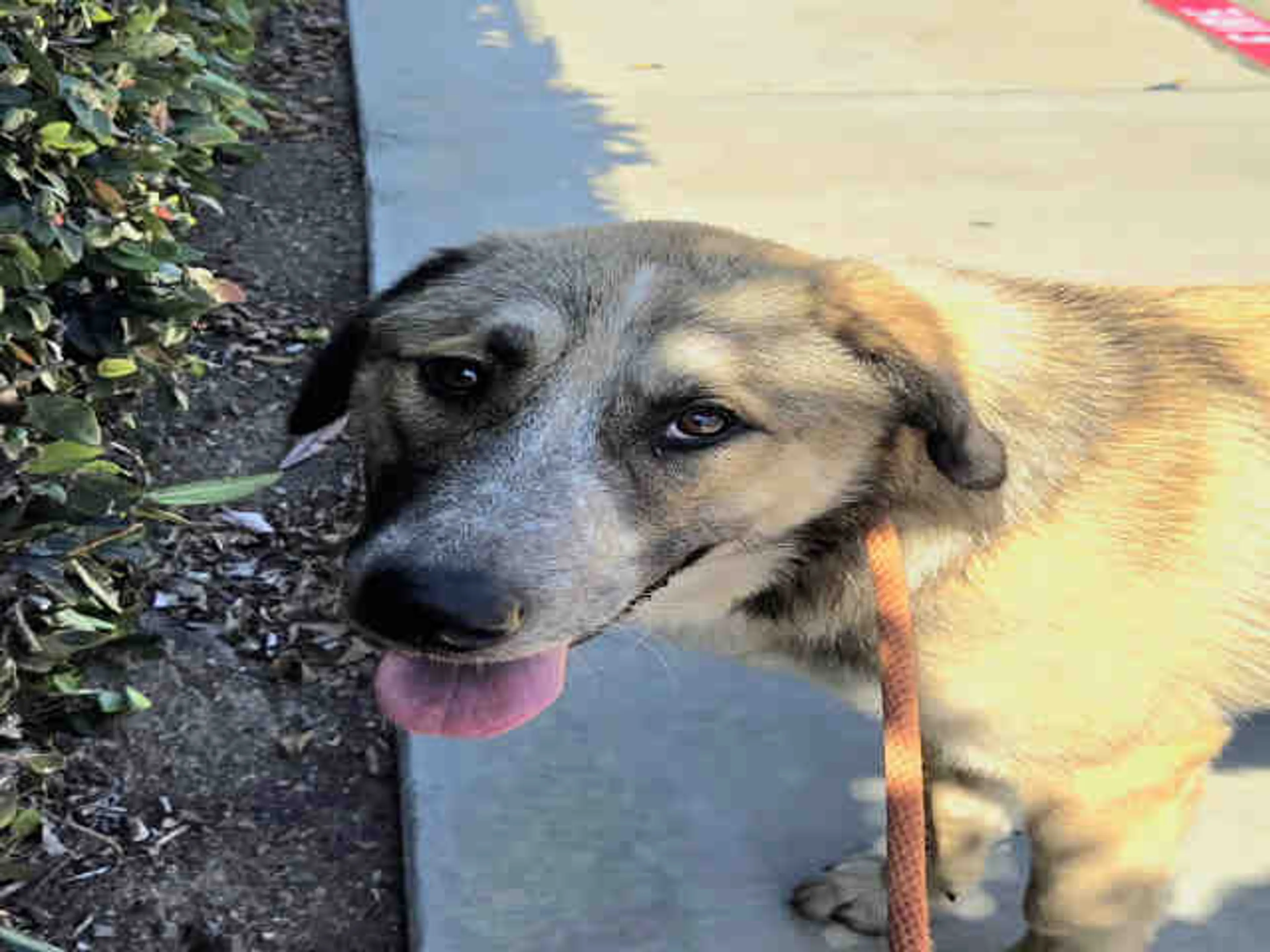 Found pet