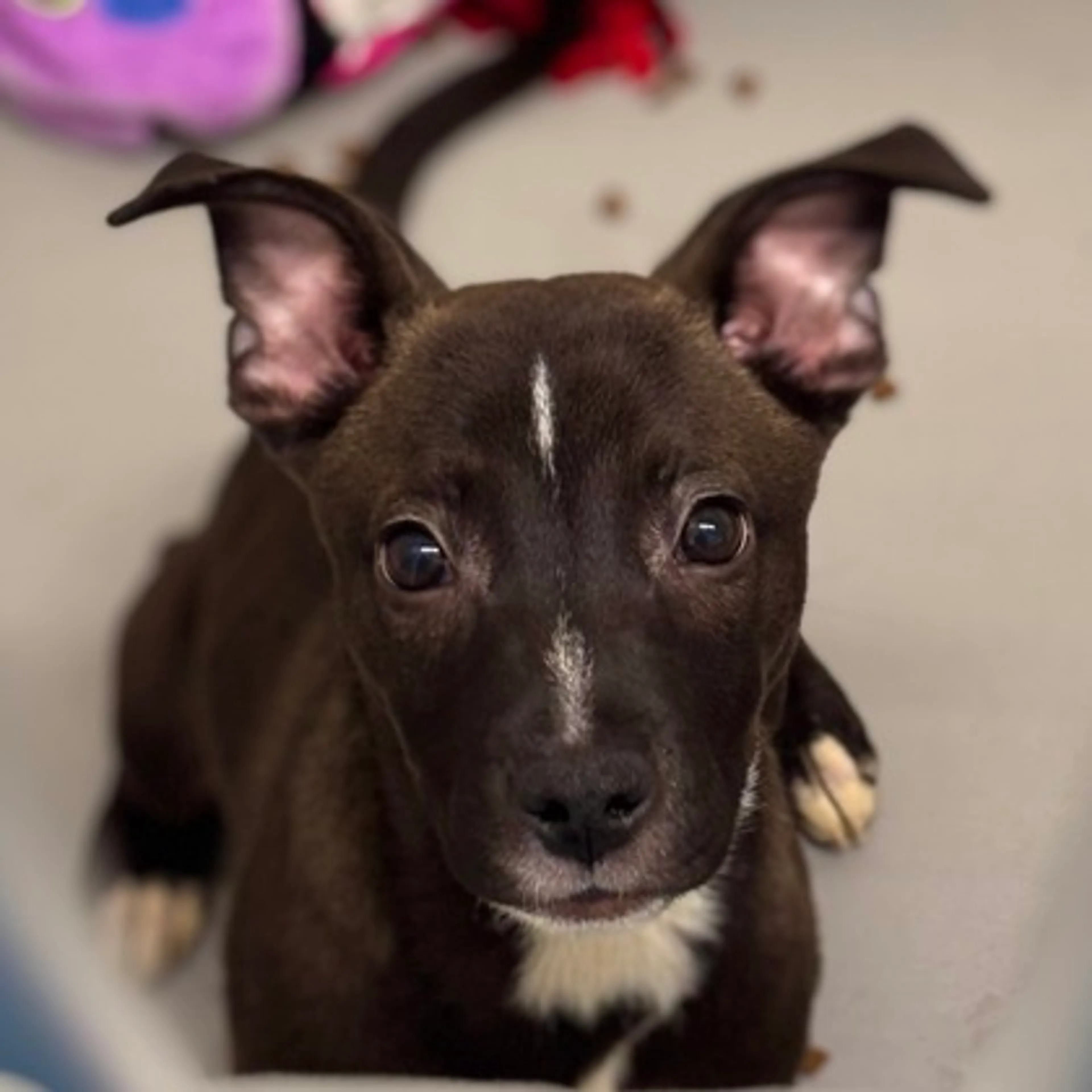 Found pet-2